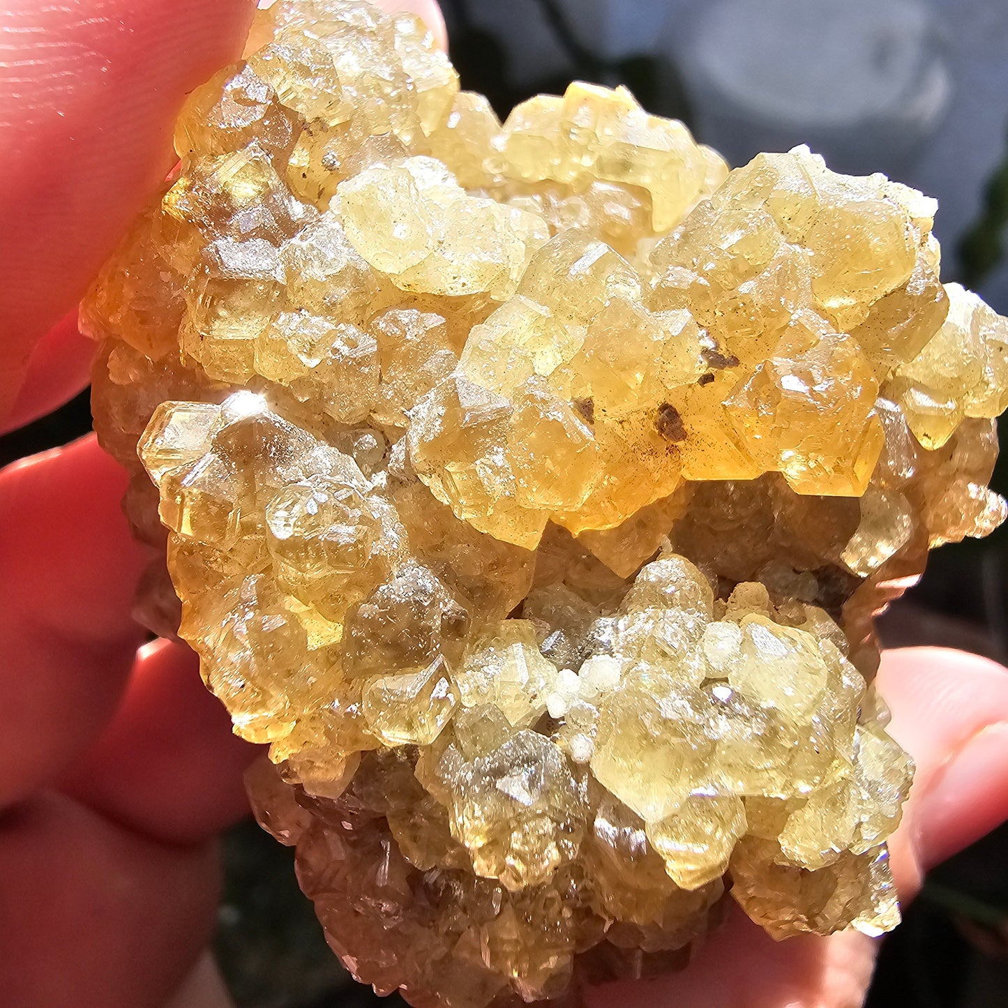 Honey Garnet Cluster, XL Yellow Grossular, Old Stock from Hebei China
