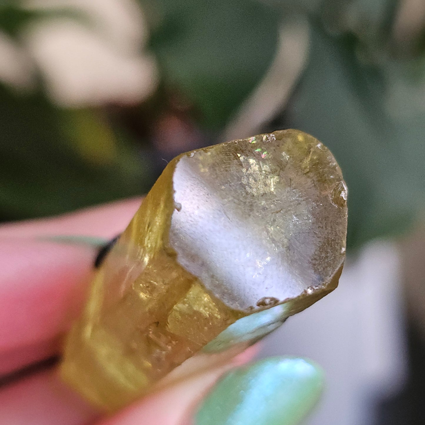 Heliodor w Hematite Rose, Big 25g Bright Yellow Beryl Crystal, Raw Terminated, High Luster, Saturated, Rare Collector Gemstone, Fine Mineral