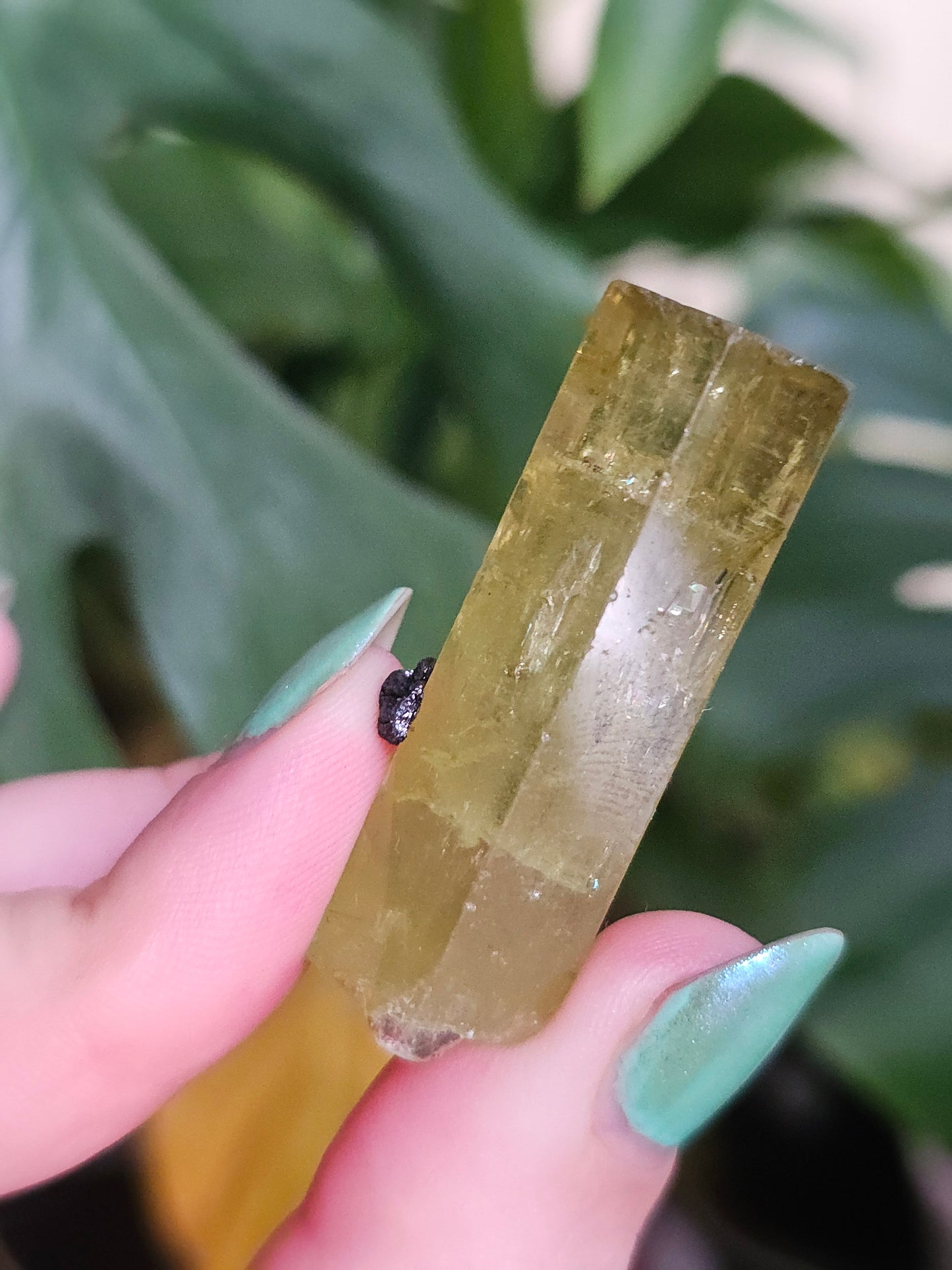 Heliodor w Hematite Rose, Big 25g Bright Yellow Beryl Crystal, Raw Terminated, High Luster, Saturated, Rare Collector Gemstone, Fine Mineral