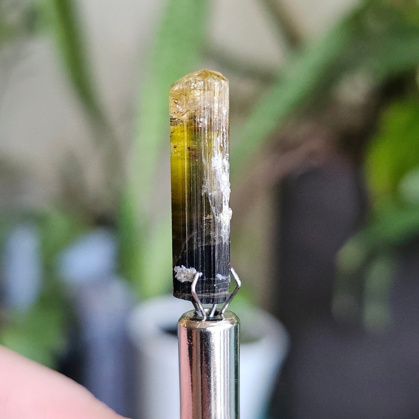 Rare Yellow and Black Elbaite Tourmaline, Old Stock Raw Crystal Specimen from Malkhan Russia | Bright Yellow, Terminated Small Thumbnail Gem