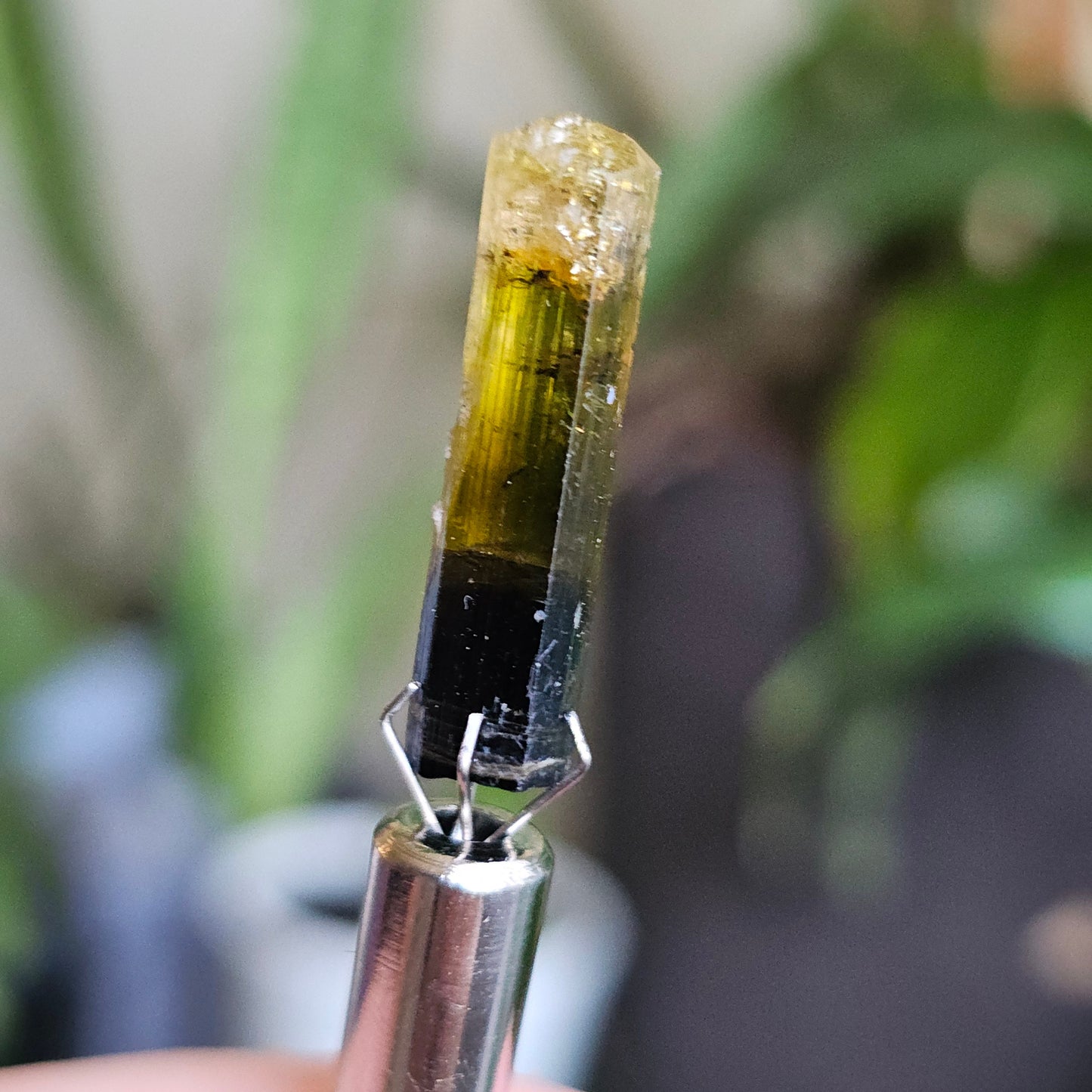 Rare Yellow and Black Elbaite Tourmaline, Old Stock Raw Crystal Specimen from Malkhan Russia | Bright Yellow, Terminated Small Thumbnail Gem