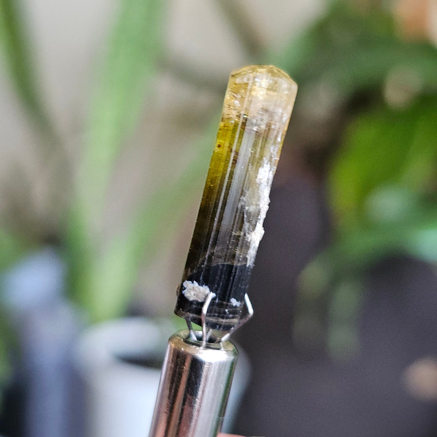 Rare Yellow and Black Elbaite Tourmaline, Old Stock Raw Crystal Specimen from Malkhan Russia | Bright Yellow, Terminated Small Thumbnail Gem