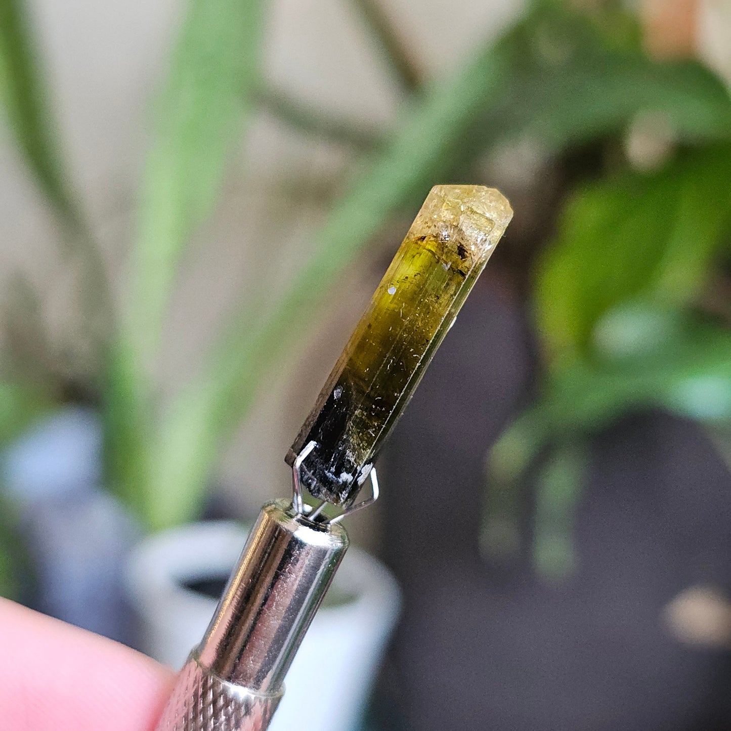 Rare Yellow and Black Elbaite Tourmaline, Old Stock Raw Crystal Specimen from Malkhan Russia | Bright Yellow, Terminated Small Thumbnail Gem