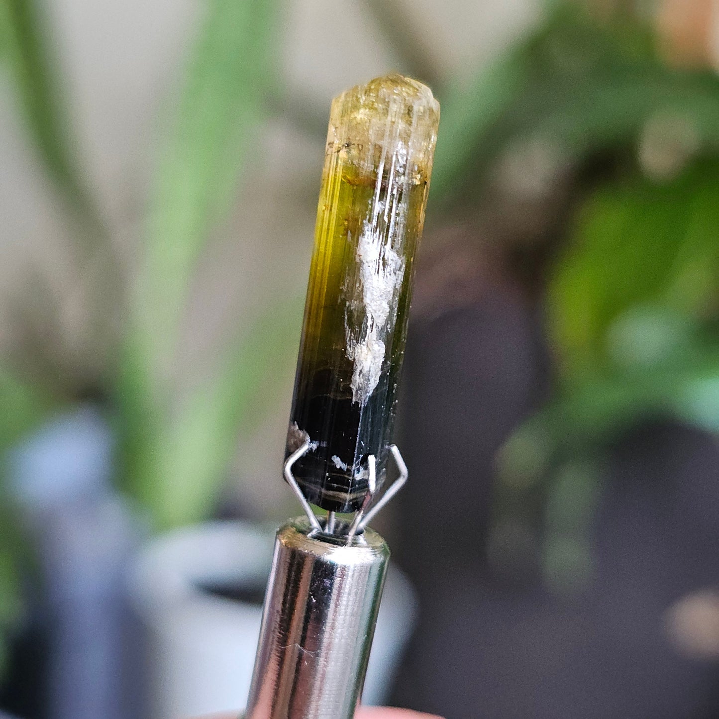 Rare Yellow and Black Elbaite Tourmaline, Old Stock Raw Crystal Specimen from Malkhan Russia | Bright Yellow, Terminated Small Thumbnail Gem