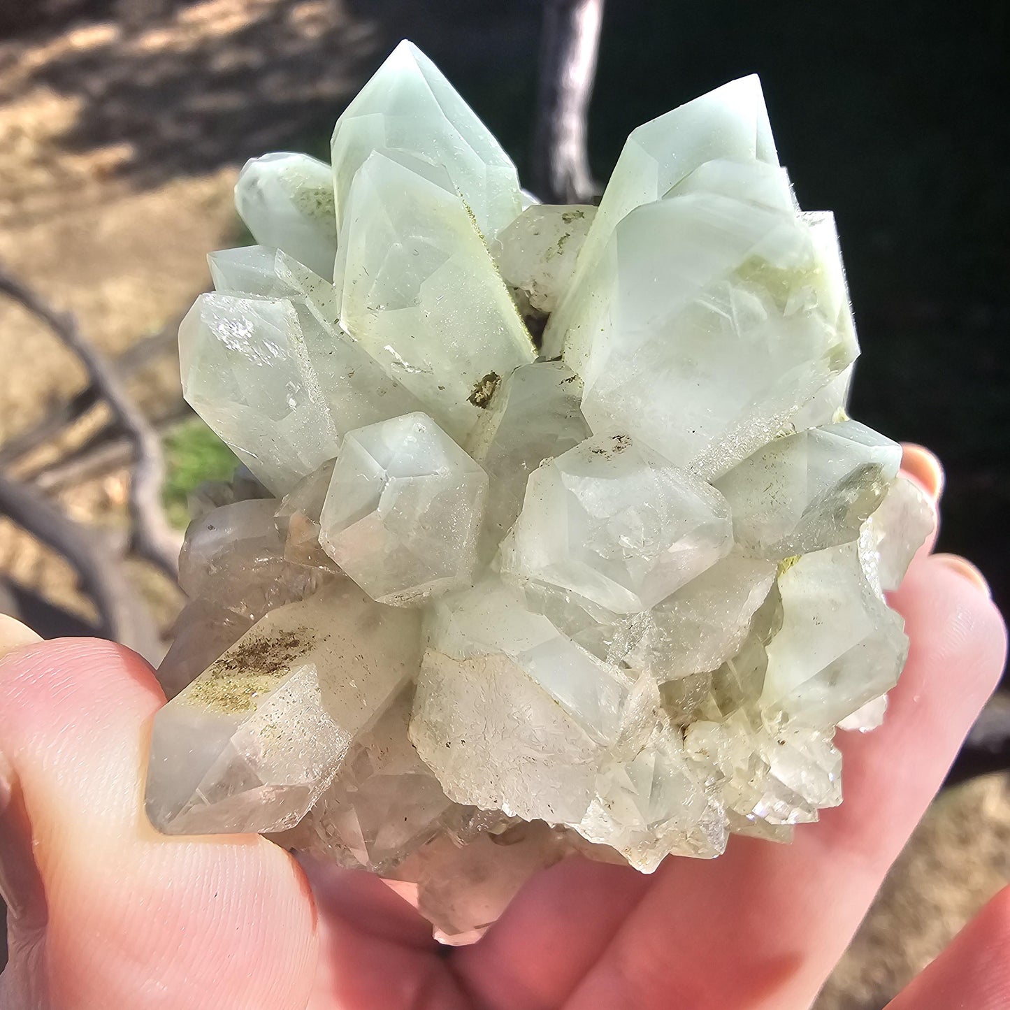 Epidote & Minty Blue Phantom Quartz ~ Very Rare Radial, Flowering Formation
