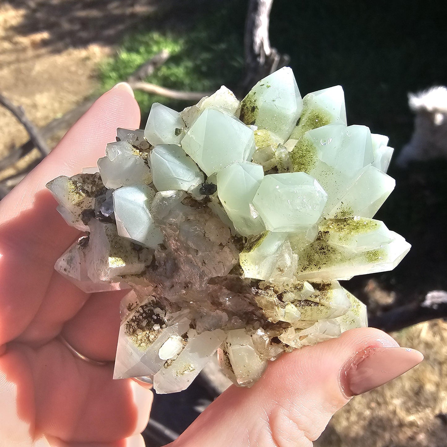 Epidote & Minty Blue Phantom Quartz ~ Very Rare Radial, Flowering Formation