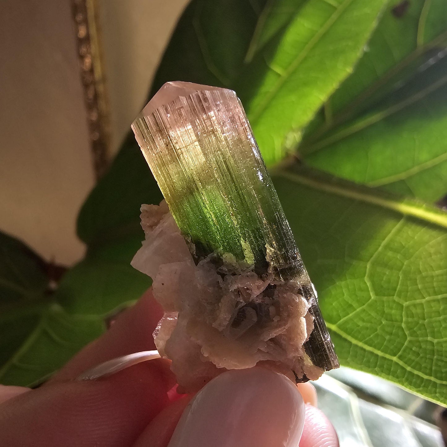 Tourmaline Crystal w Cleavandite, 9.2g Stak Nala Green & Pink Elbaite, Watermelon Tourmaline Colors, Distinct Light Shifts, Rare Mineral Art