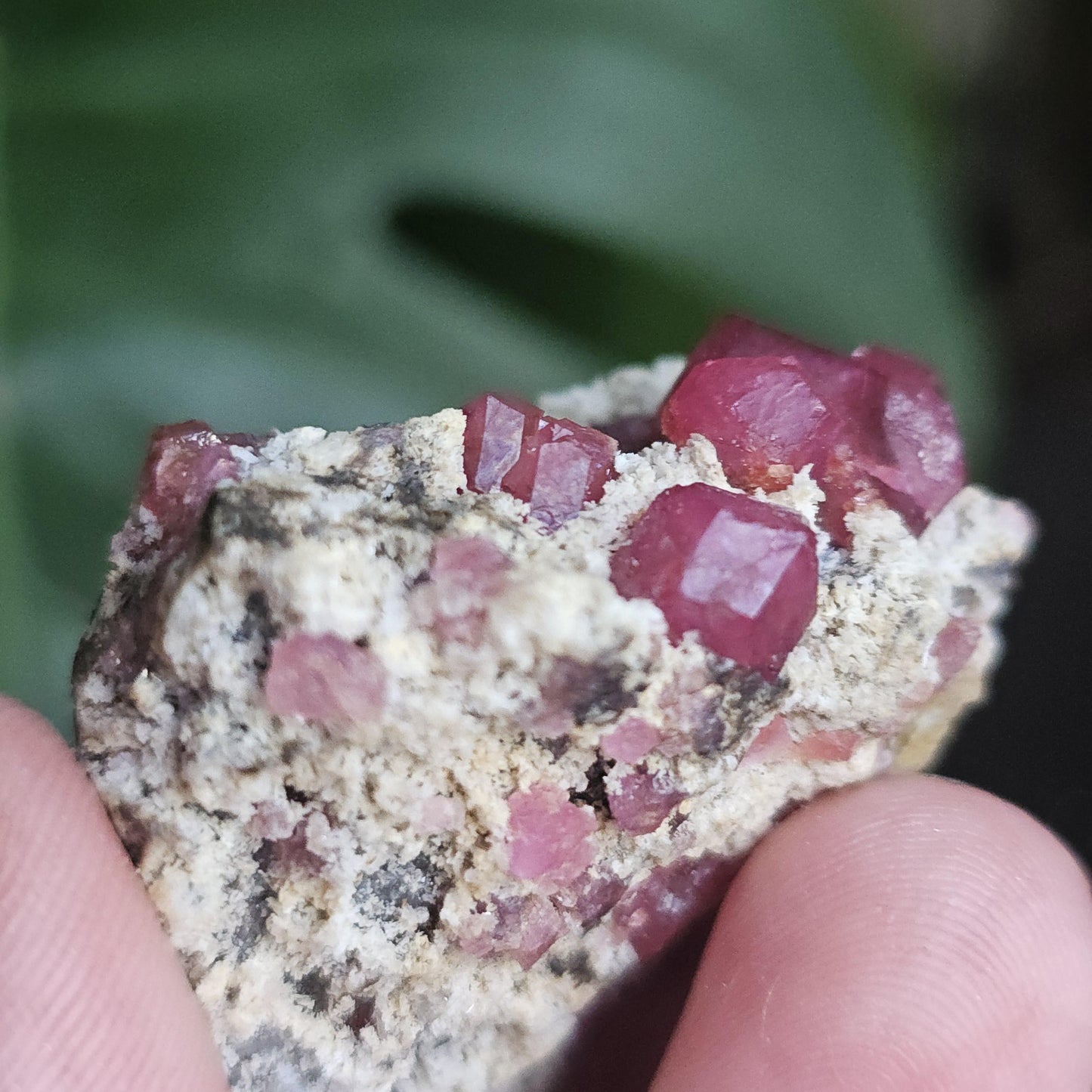 Raspberry Garnets on Matrix, High Quality Grossular, Natural Terminated Hot Pink Crystals on White Matrix, Ruby Color, Old Stock, Mexico