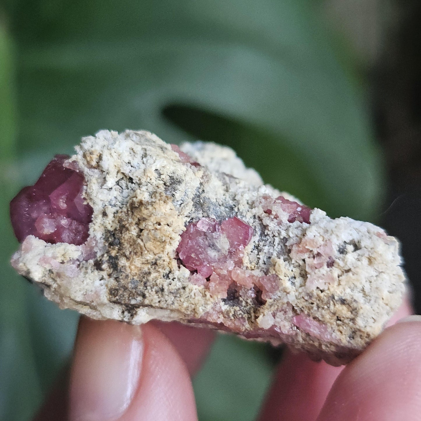 Raspberry Garnets on Matrix, High Quality Grossular, Natural Terminated Hot Pink Crystals on White Matrix, Ruby Color, Old Stock, Mexico