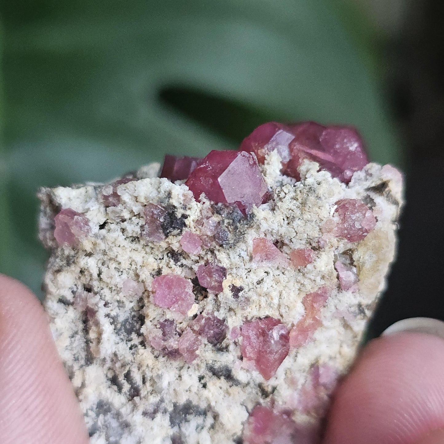 Raspberry Garnets on Matrix, High Quality Grossular, Natural Terminated Hot Pink Crystals on White Matrix, Ruby Color, Old Stock, Mexico