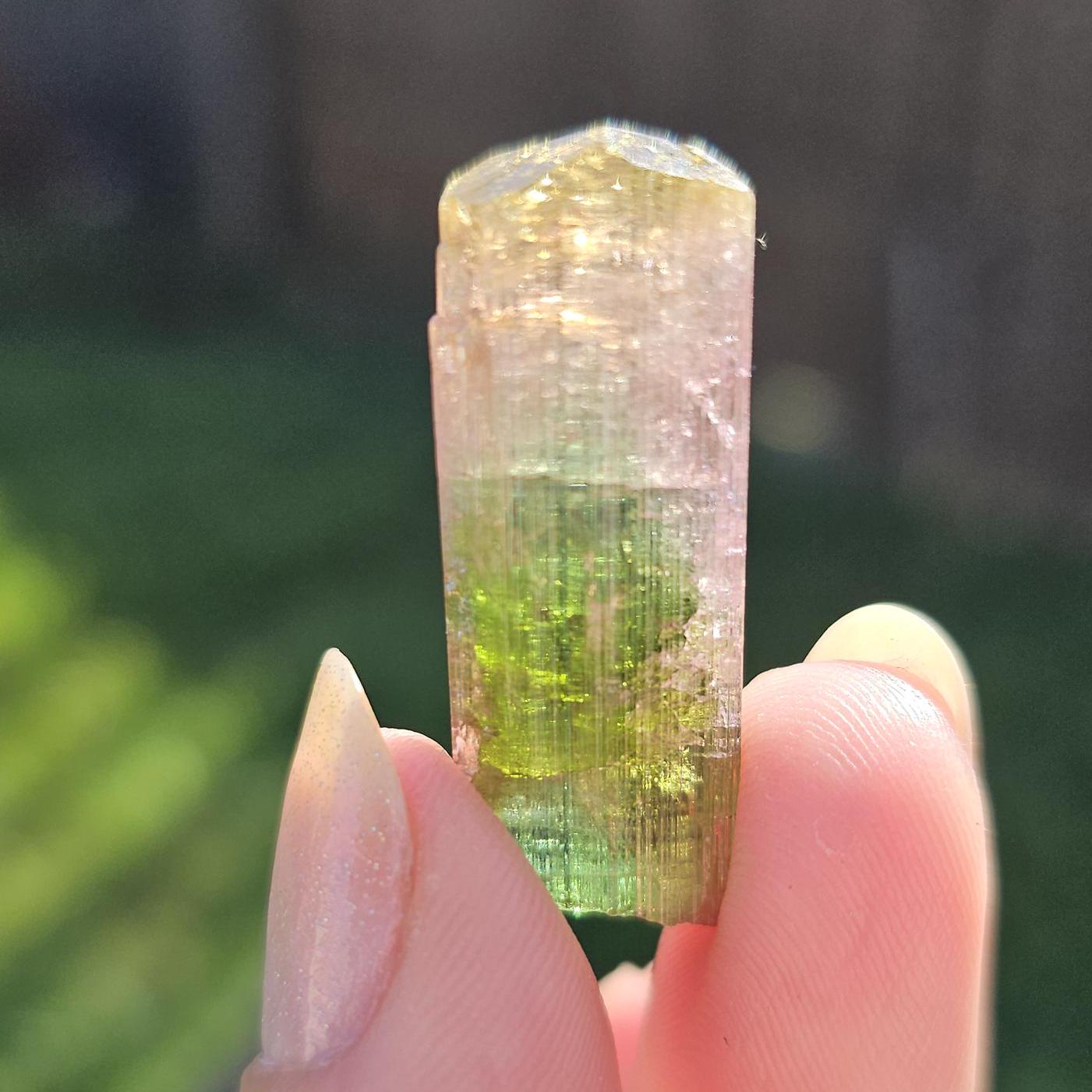 Tourmaline var. Elbaite, Taquaral Brazil, Rainbow Terminated Crystal, Rare Raw October Birthstone, Teal Green Yellow and Pink Gemstone