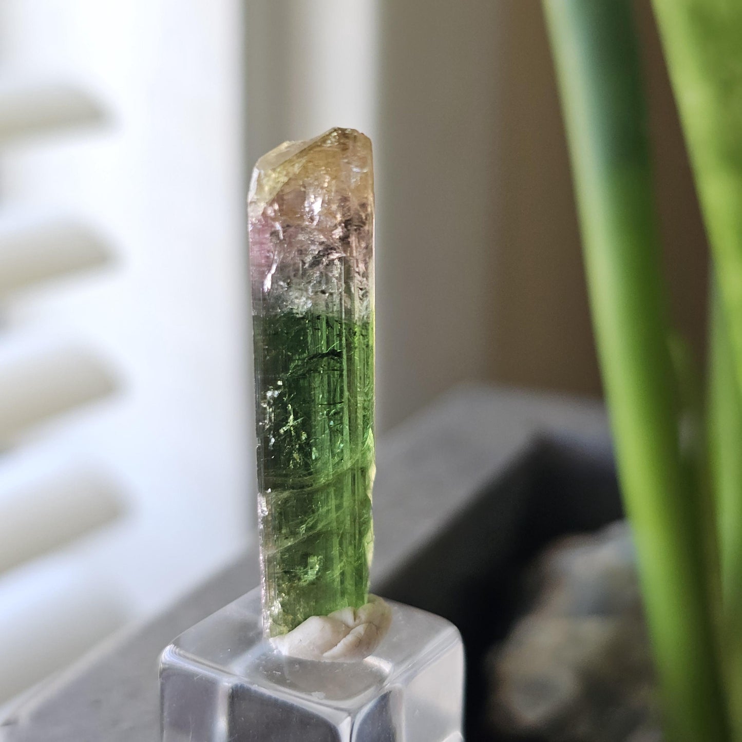 Tourmaline var. Elbaite, Taquaral Brazil, Rainbow Terminated Crystal