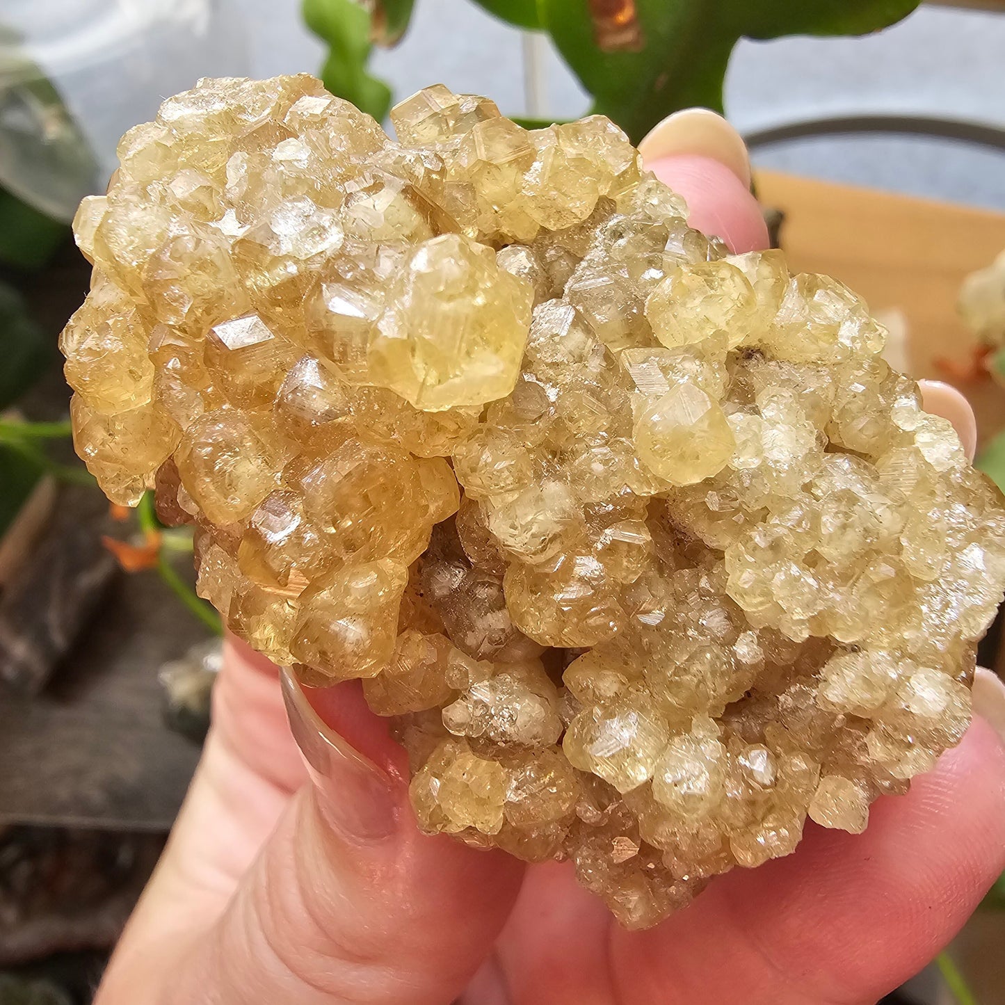 Honey Garnet Cluster, XL Yellow Grossular, Old Stock from Hebei China