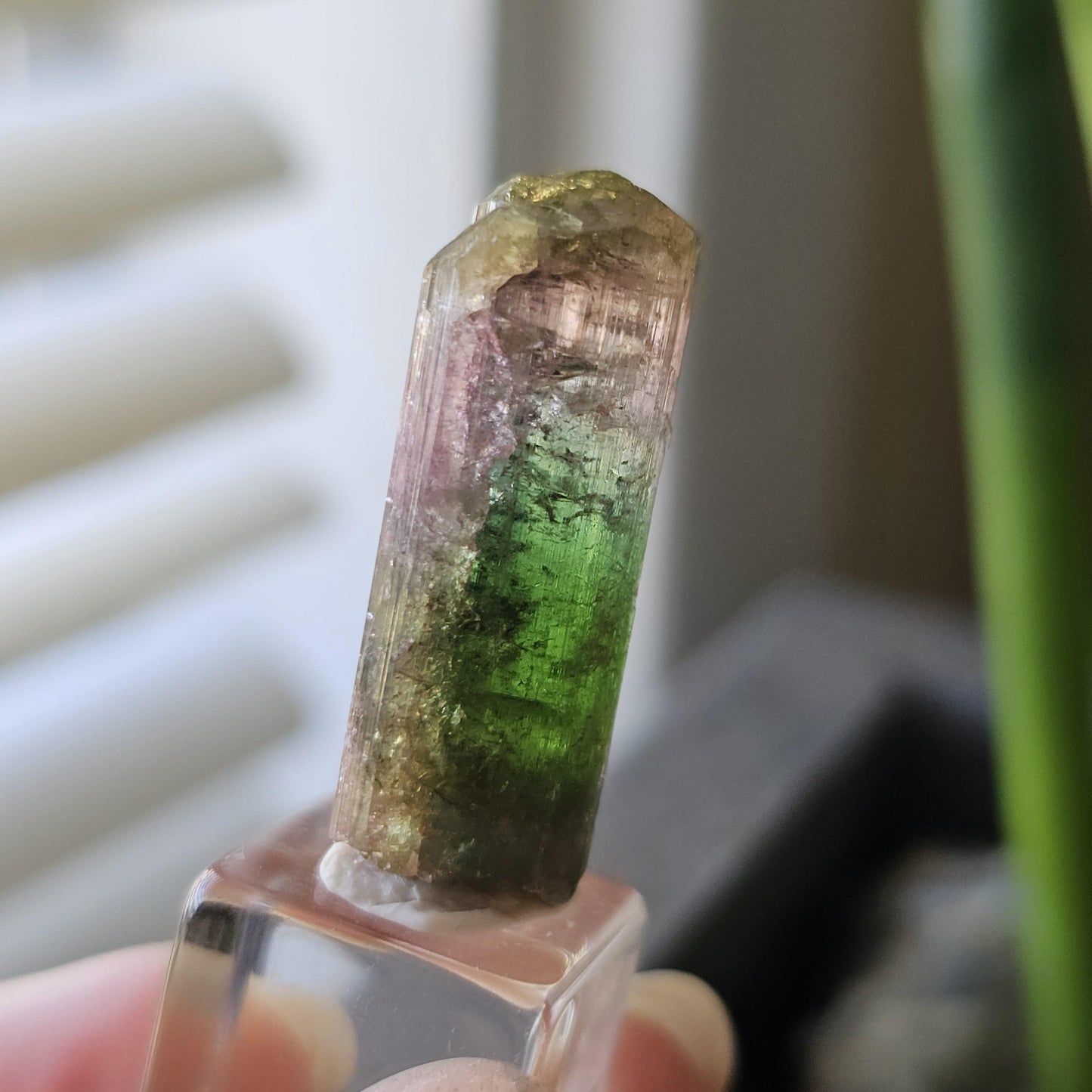 Tourmaline var. Elbaite, Taquaral Brazil, Rainbow Terminated Crystal