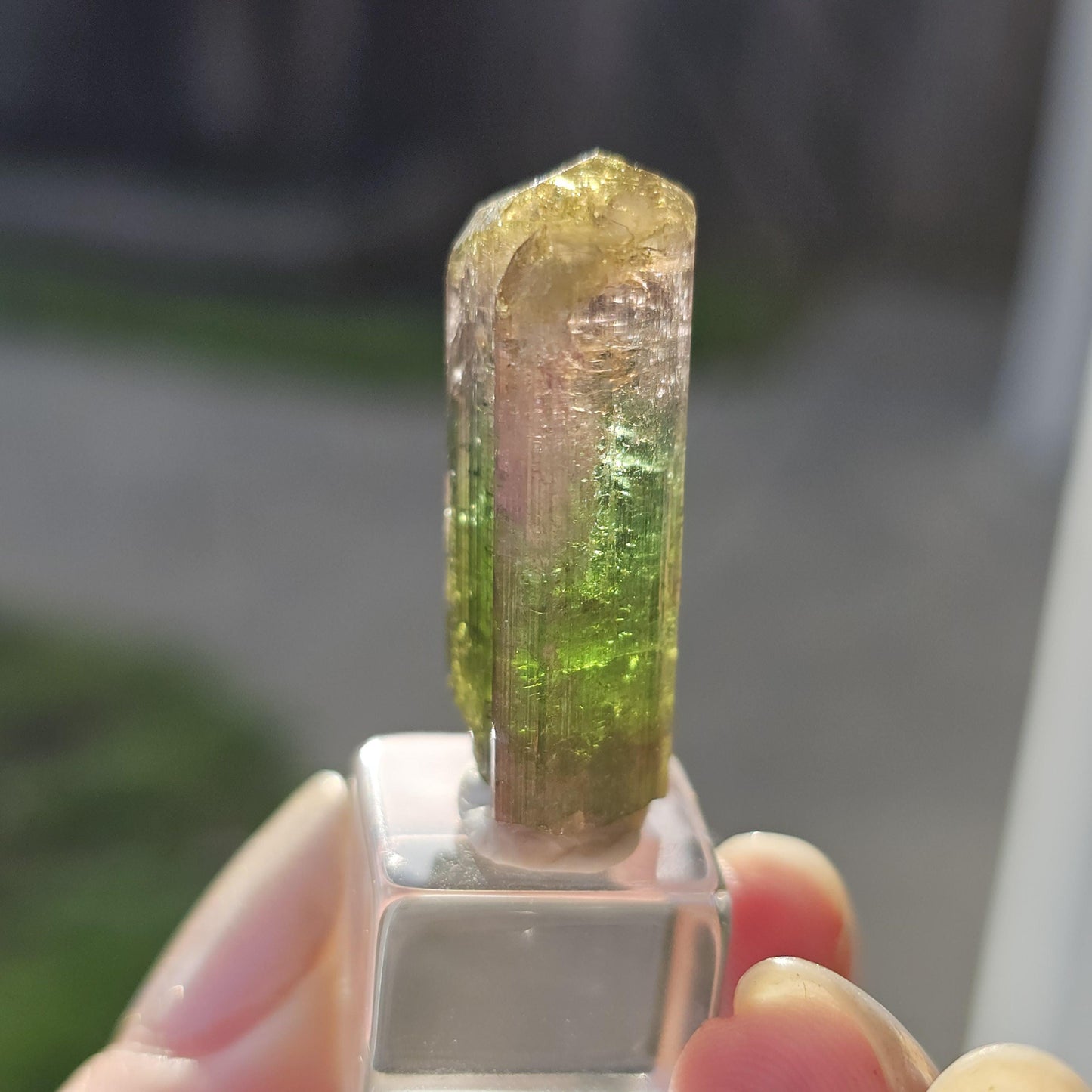 Tourmaline var. Elbaite, Taquaral Brazil, Rainbow Terminated Crystal