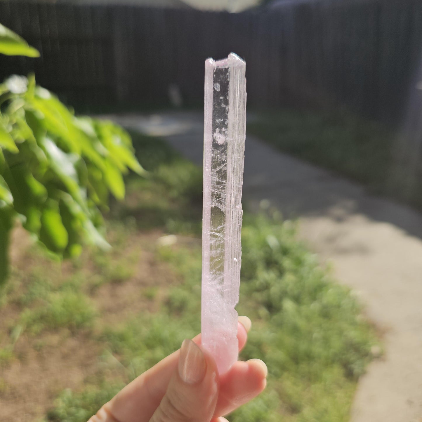 Unique Wand Shaped Spodumene var. Kunzite Crystal with Great Luster, Highly UV Reactive Fluorescent Collector Specimen, Tabby Pencil