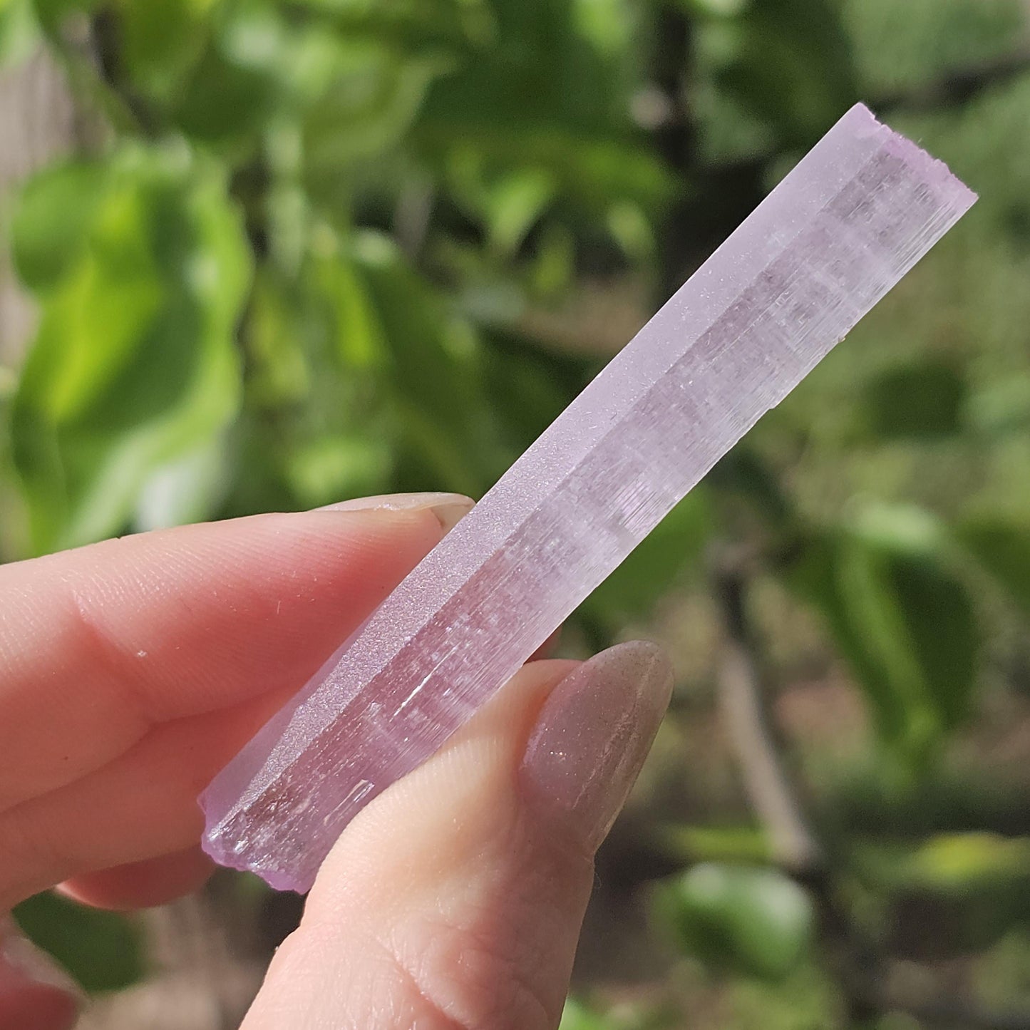 Stunning AAA Spodumene var. Kunzite Crystal with Great Luster and Color