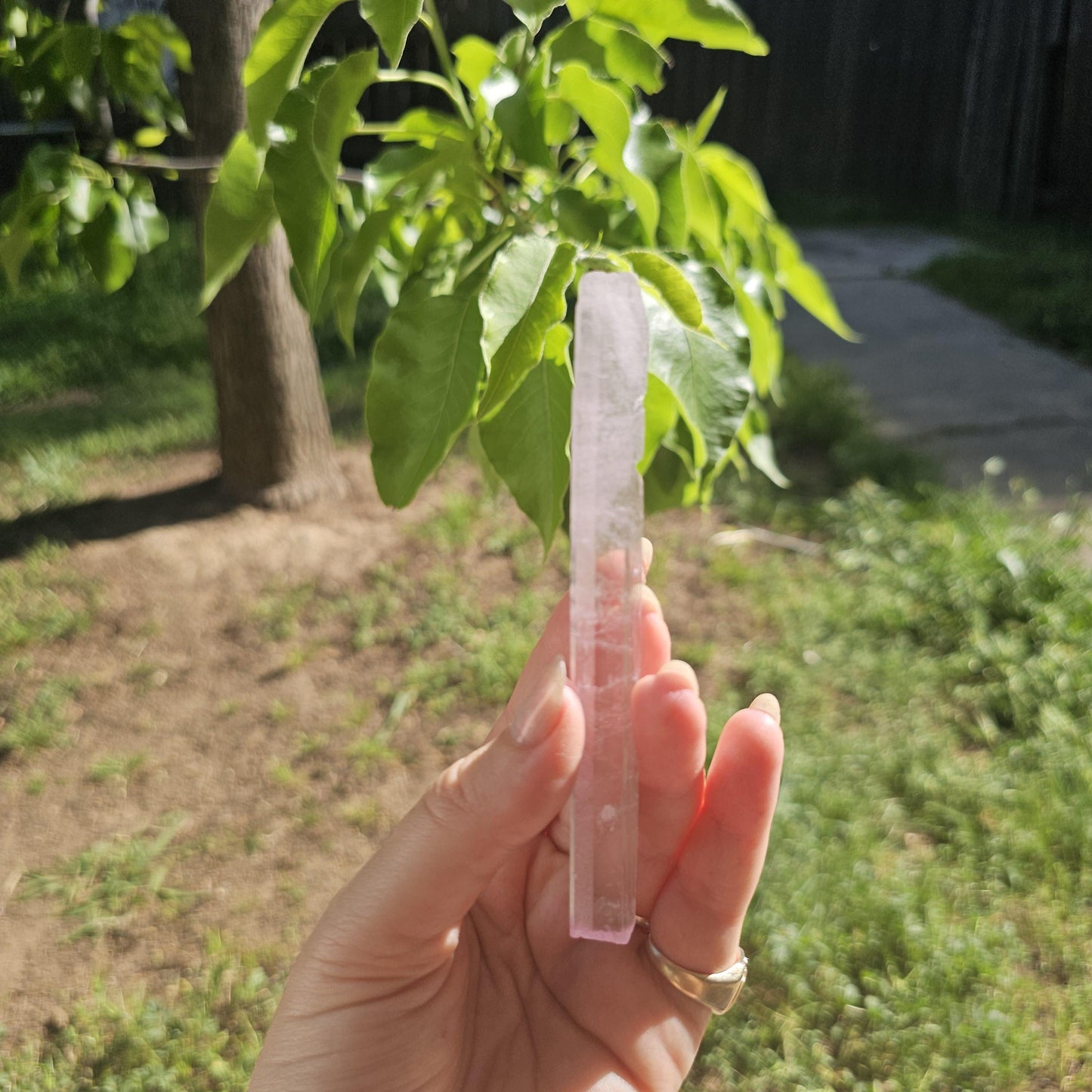 Unique Wand Shaped Spodumene var. Kunzite Crystal with Great Luster, Highly UV Reactive Fluorescent Collector Specimen, Tabby Pencil