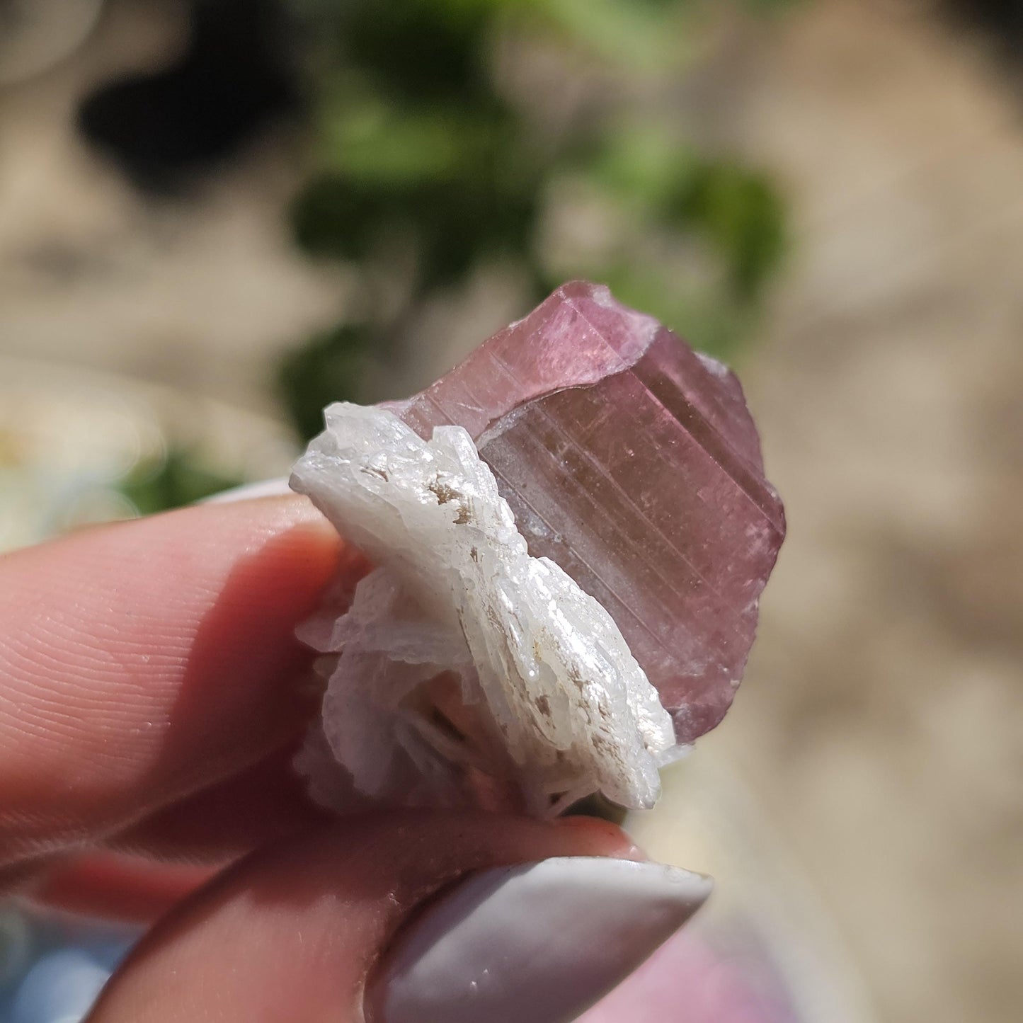 Juicy Pink and Green Tourmaline from the California Himalaya Mine w Lustrous White Cleavandite, Source Traced 90s Material