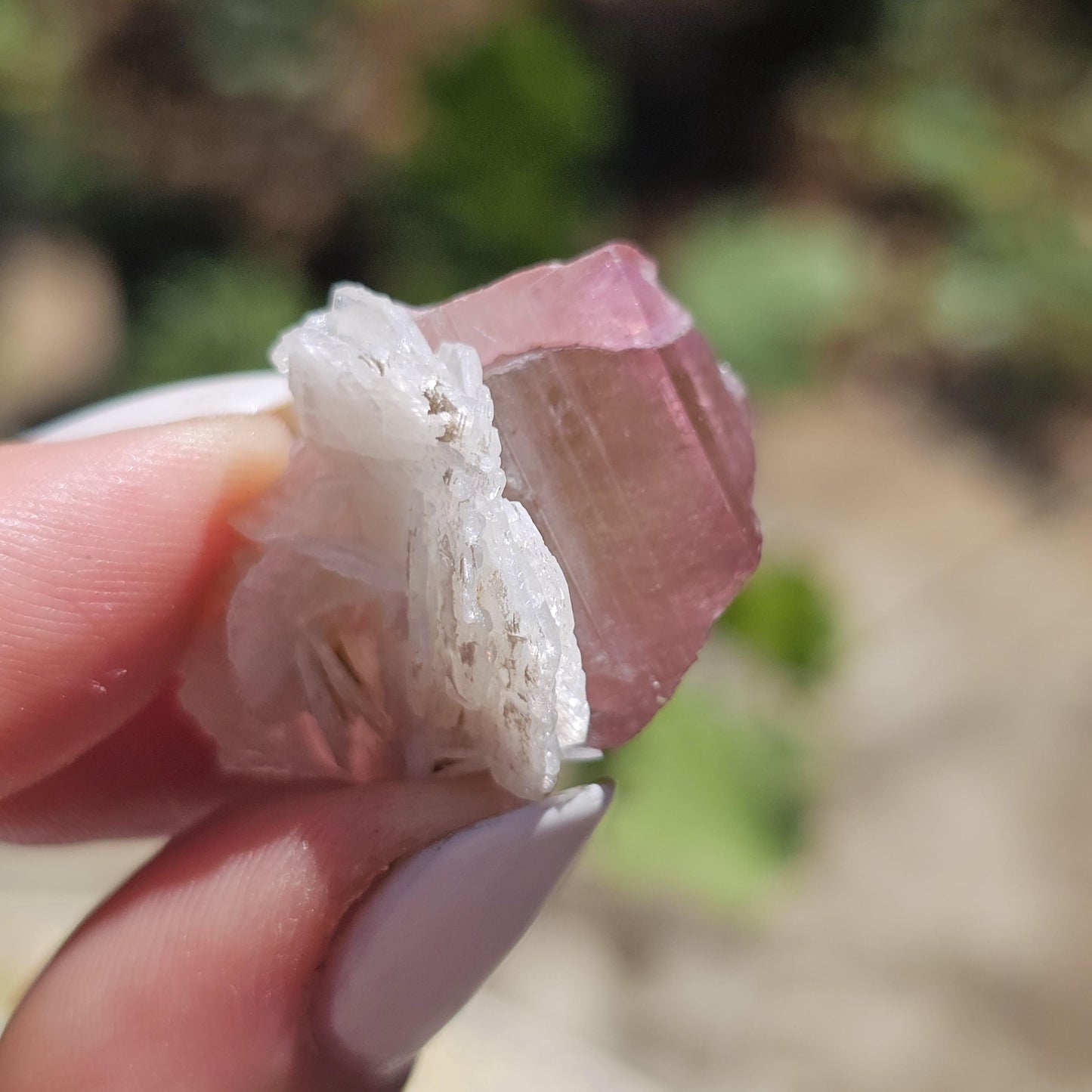 Juicy Pink and Green Tourmaline from the California Himalaya Mine w Lustrous White Cleavandite, Source Traced 90s Material