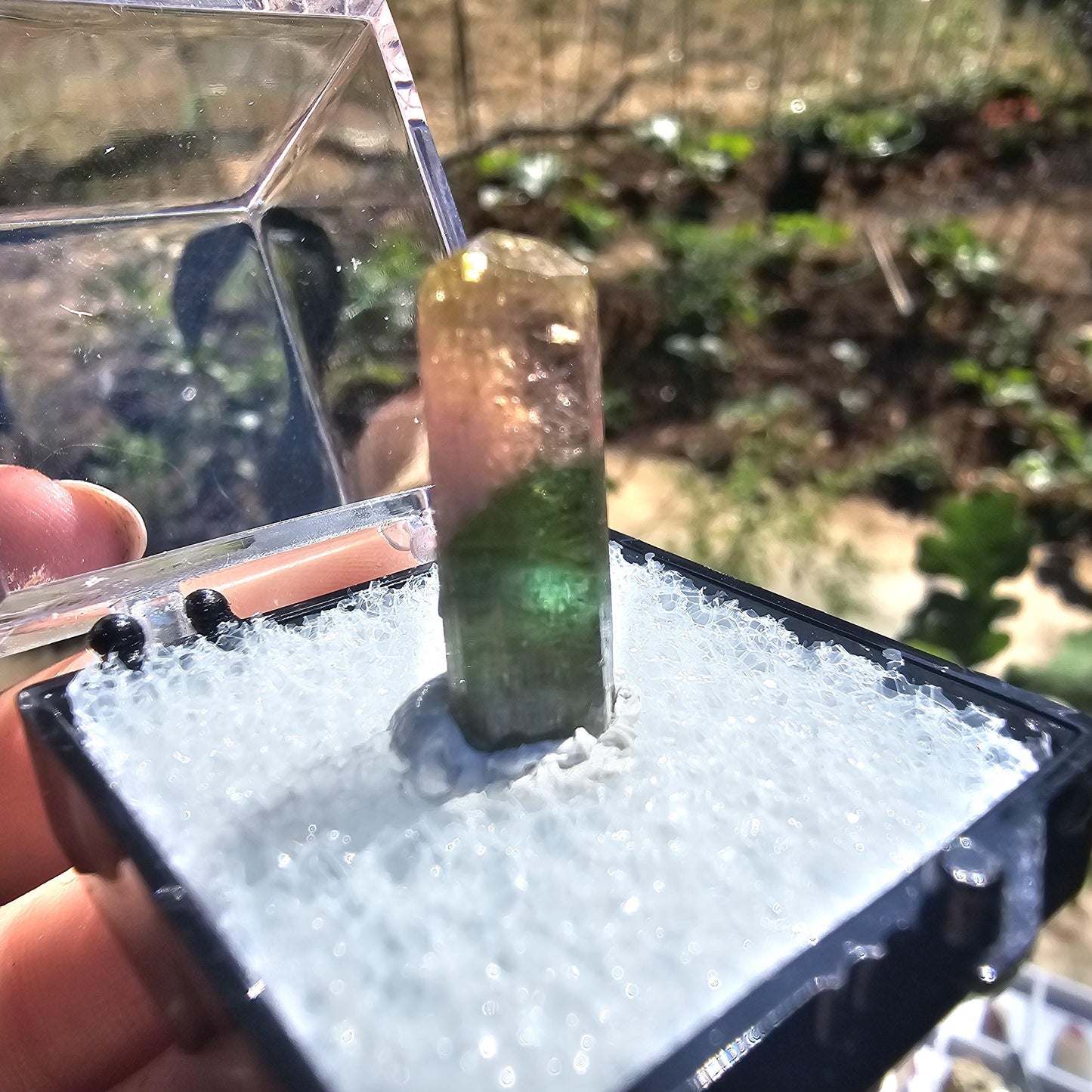 Cute Green Yellow and Pink 'Rainbow' Tourmaline Thumbnail Crystal Specimen ~Taquaral, Brazil