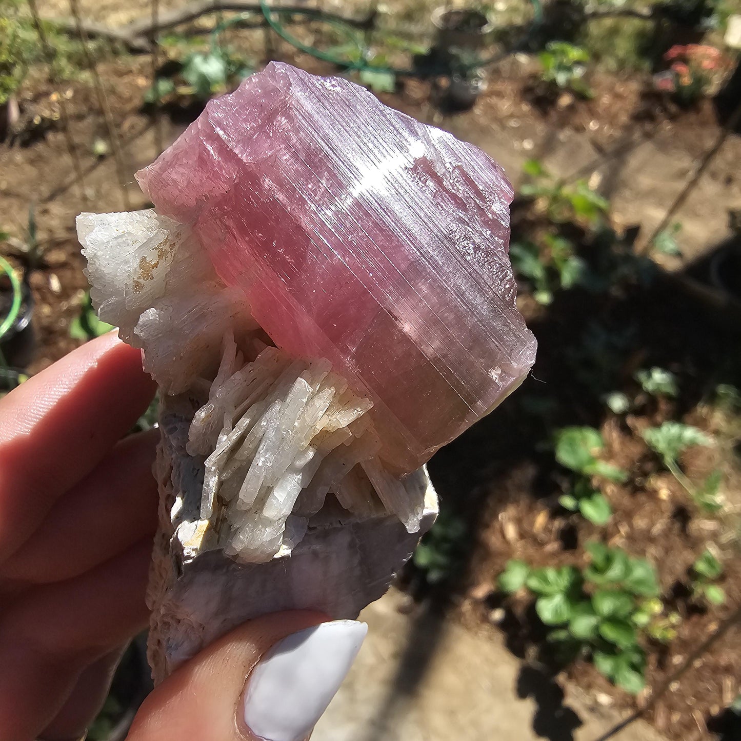 Himilaya Pink and Green Tourmaline, Himalaya Mine in California, w Lustrous Microline Feldspar & Cleavandite, Source Traced 90s Material
