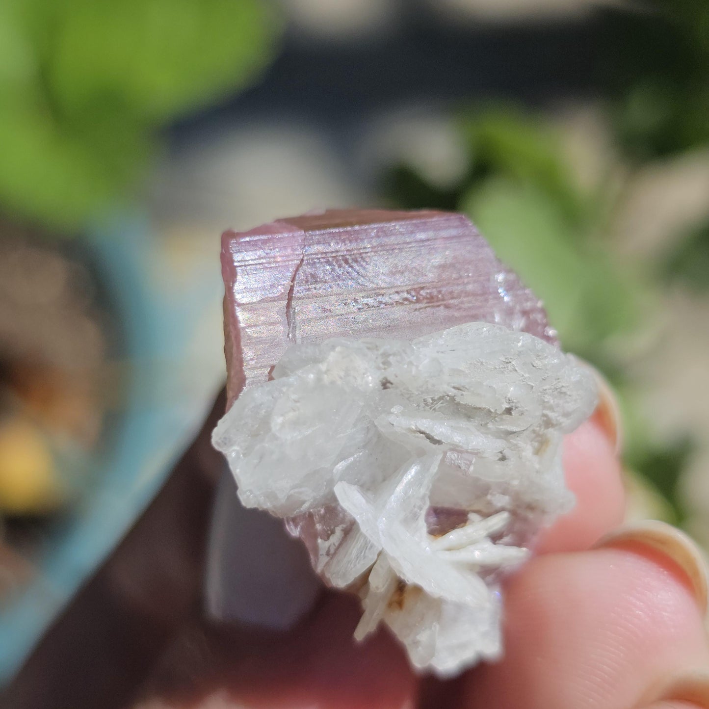 Juicy Pink and Green Tourmaline from the California Himalaya Mine w Lustrous White Cleavandite, Source Traced 90s Material