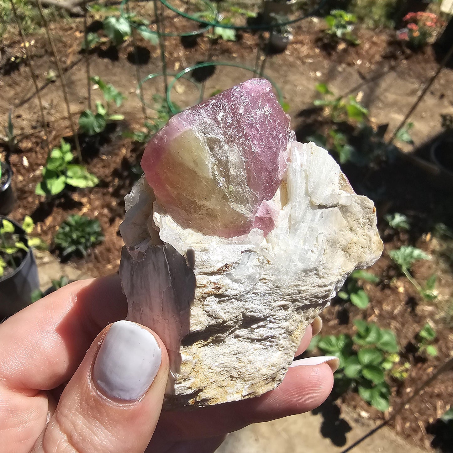 Himilaya Pink and Green Tourmaline, Himalaya Mine in California, w Lustrous Microline Feldspar & Cleavandite, Source Traced 90s Material