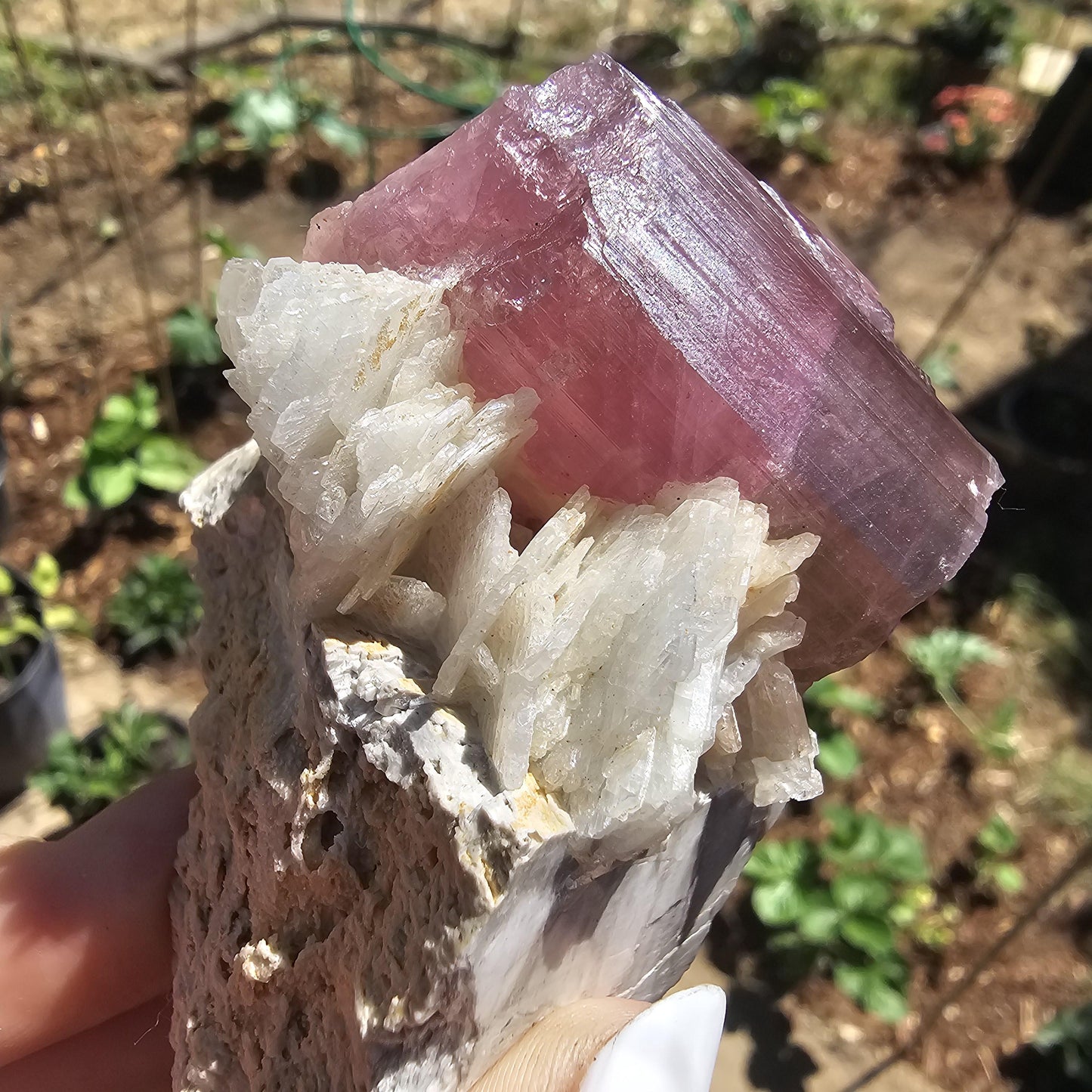 Himilaya Pink and Green Tourmaline, Himalaya Mine in California, w Lustrous Microline Feldspar & Cleavandite, Source Traced 90s Material