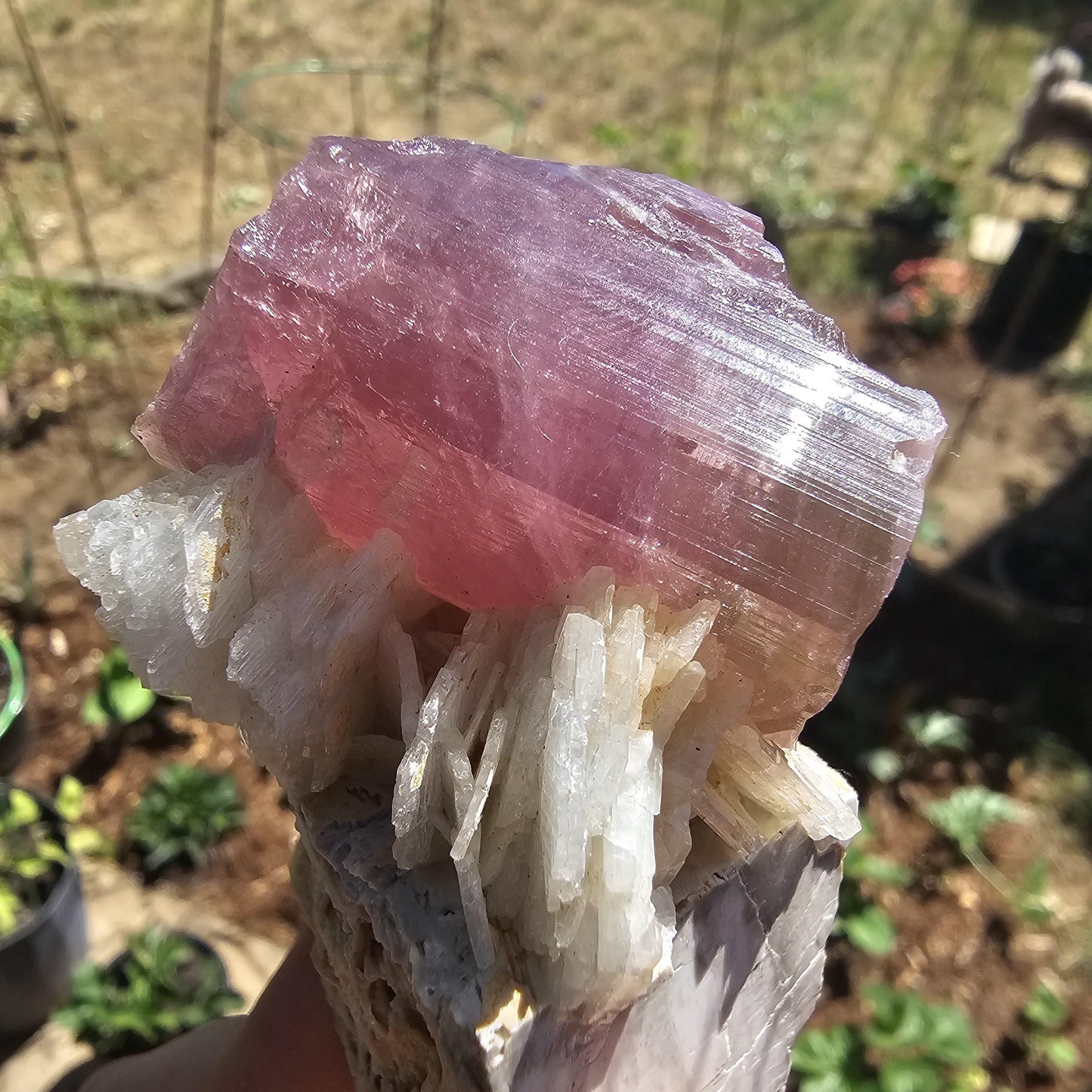 Himilaya Pink and Green Tourmaline, Himalaya Mine in California, w Lustrous Microline Feldspar & Cleavandite, Source Traced 90s Material