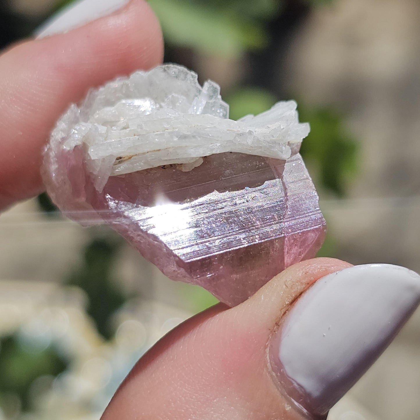 Juicy Pink and Green Tourmaline from the California Himalaya Mine w Lustrous White Cleavandite, Source Traced 90s Material