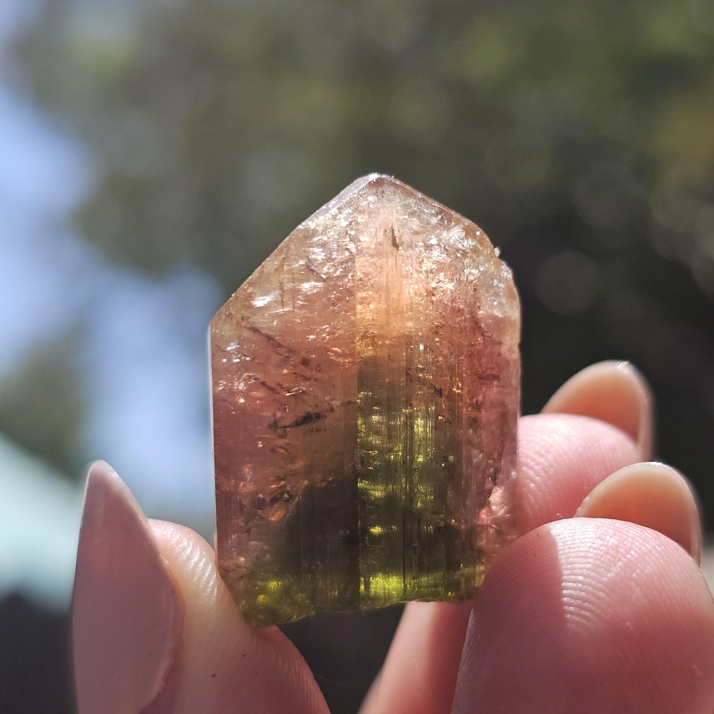 Madagascar Tourmaline, Old Stock Rainbow Liddicoatite