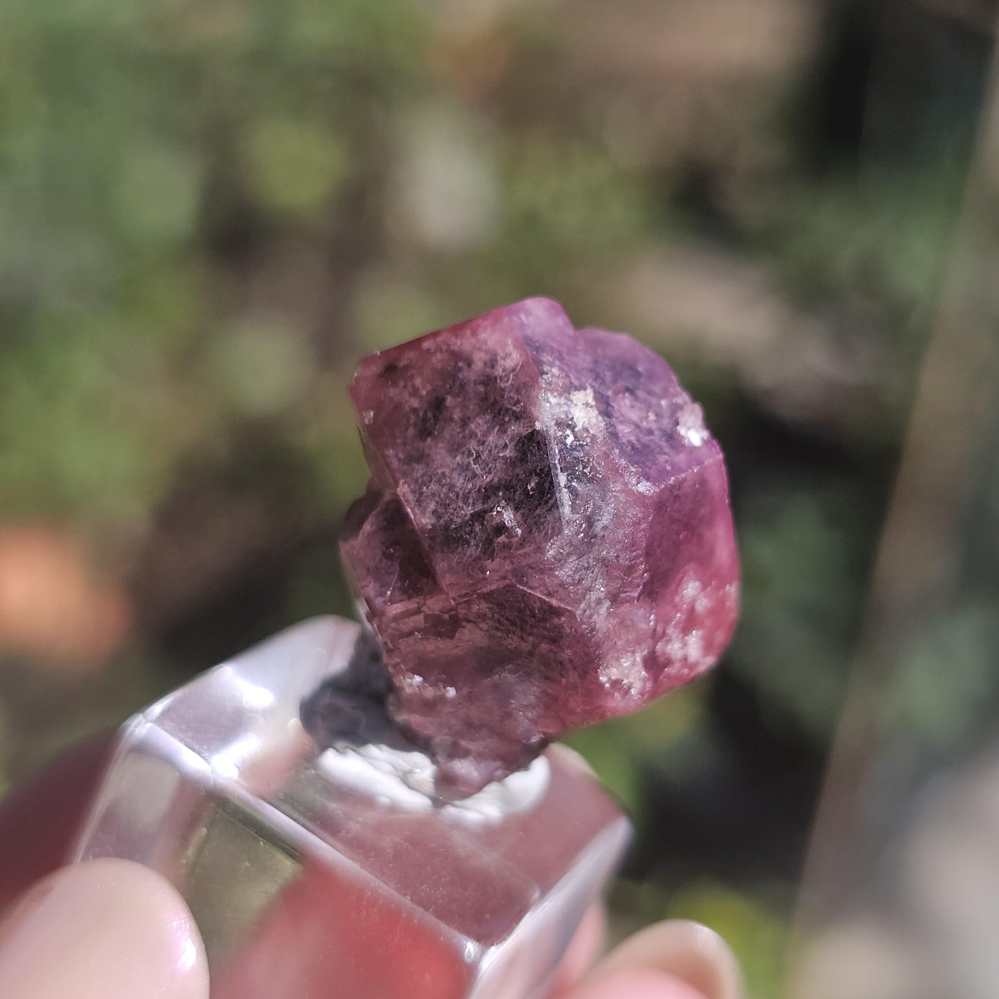 Raspberry Garnet from Sierra de Cruces, Mexico, Rare Dark Purple Pink Grossular Garnet Floater Specimen