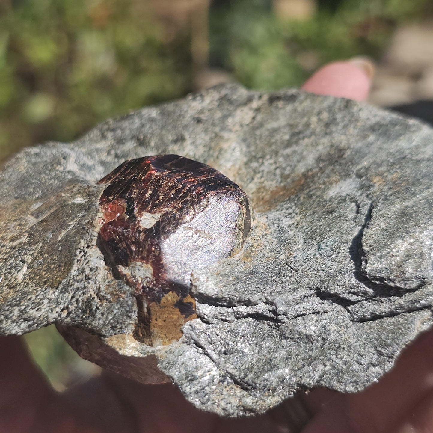 Huge Almandine Garnet Crystal in and Through Sparkly Grey Mica Schist | Rare One of a Kind Collector Mineral Specimen from Wrangell Alaska