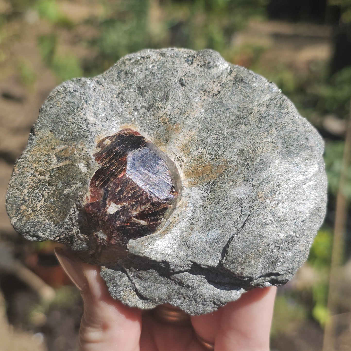Huge Almandine Garnet Crystal in and Through Sparkly Grey Mica Schist | Rare One of a Kind Collector Mineral Specimen from Wrangell Alaska