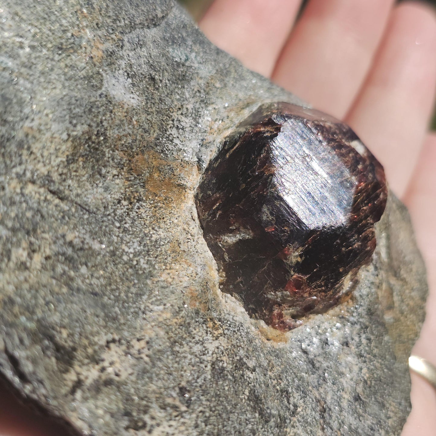 Huge Almandine Garnet Crystal in and Through Sparkly Grey Mica Schist | Rare One of a Kind Collector Mineral Specimen from Wrangell Alaska