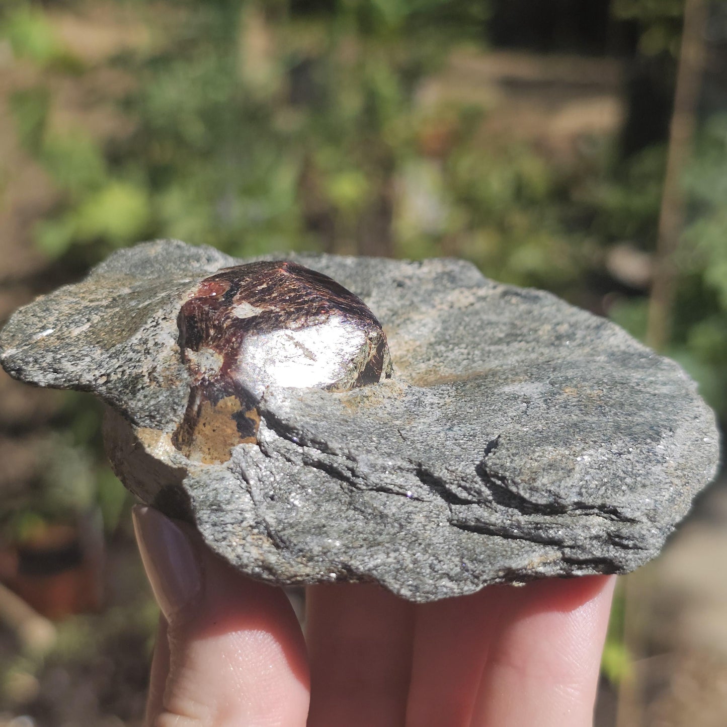 Huge Almandine Garnet Crystal in and Through Sparkly Grey Mica Schist | Rare One of a Kind Collector Mineral Specimen from Wrangell Alaska