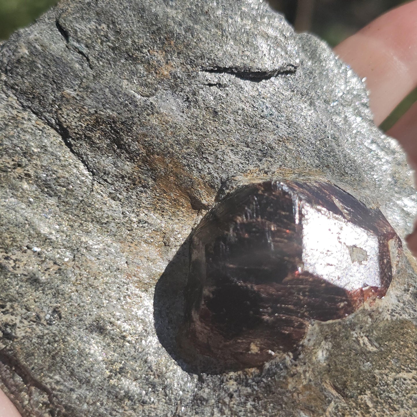 Huge Almandine Garnet Crystal in and Through Sparkly Grey Mica Schist | Rare One of a Kind Collector Mineral Specimen from Wrangell Alaska