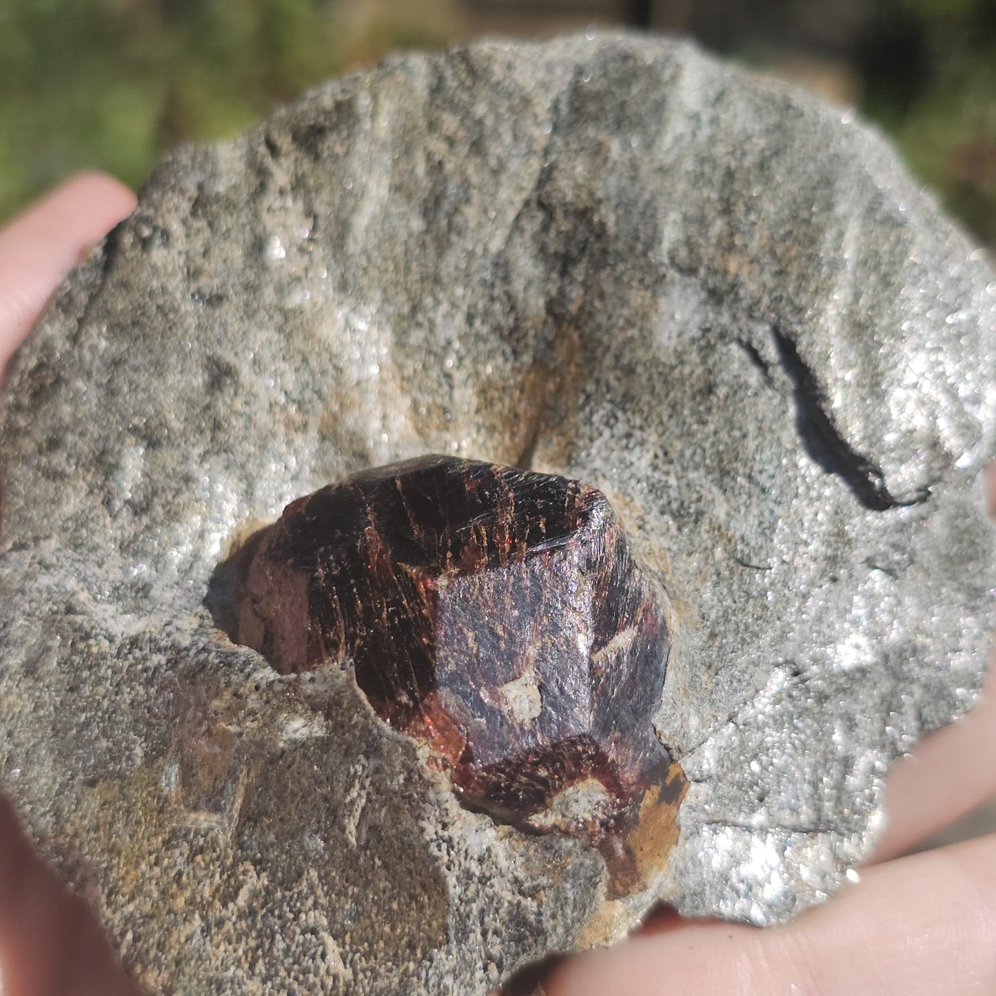 Huge Almandine Garnet Crystal in and Through Sparkly Grey Mica Schist | Rare One of a Kind Collector Mineral Specimen from Wrangell Alaska