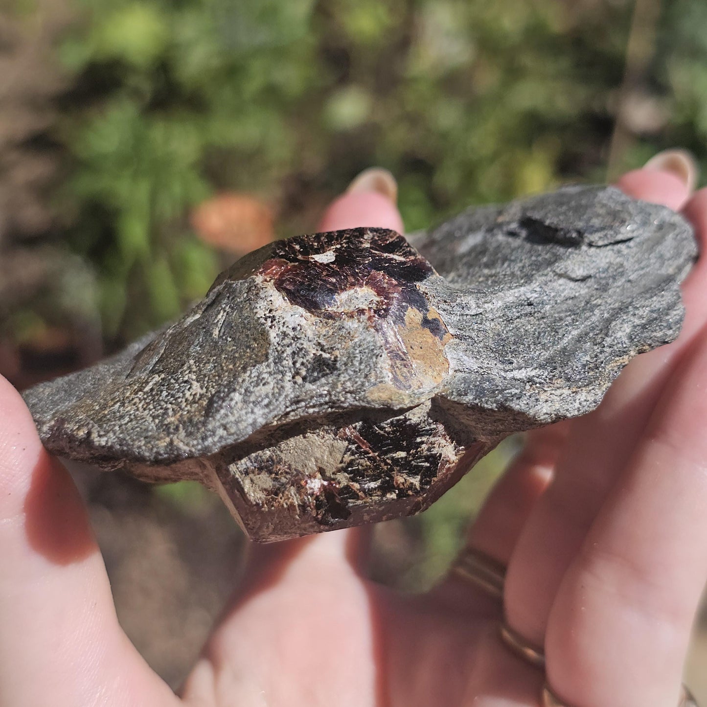 Huge Almandine Garnet Crystal in and Through Sparkly Grey Mica Schist | Rare One of a Kind Collector Mineral Specimen from Wrangell Alaska