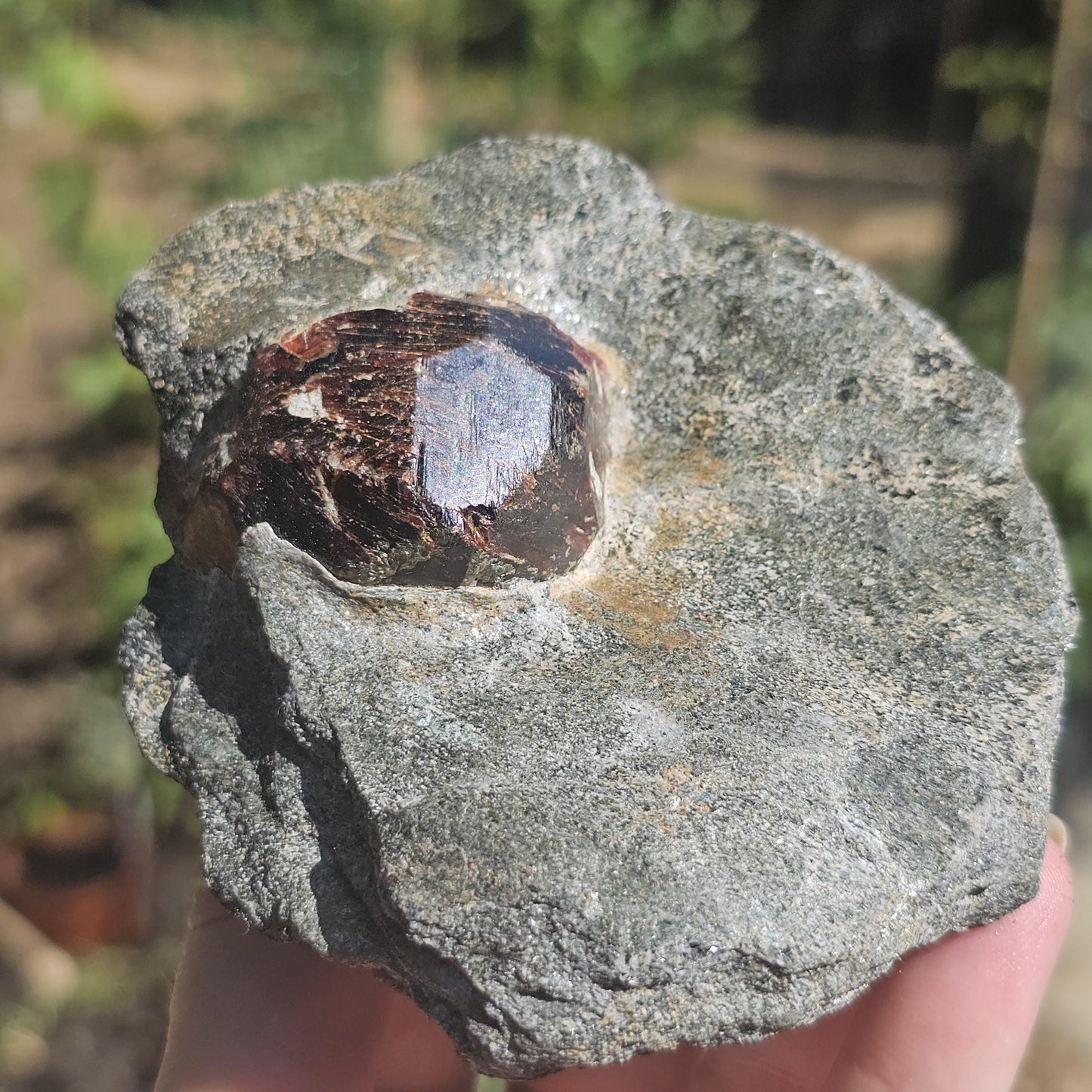 Huge Almandine Garnet Crystal in and Through Sparkly Grey Mica Schist | Rare One of a Kind Collector Mineral Specimen from Wrangell Alaska
