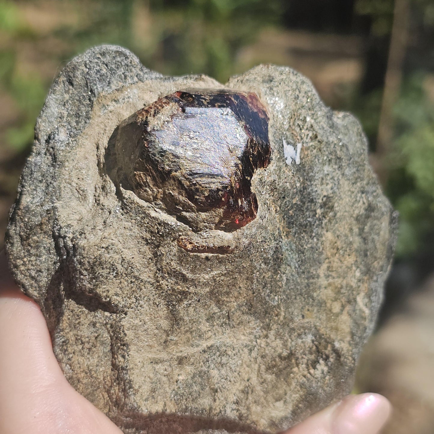 Huge Almandine Garnet Crystal in and Through Sparkly Grey Mica Schist | Rare One of a Kind Collector Mineral Specimen from Wrangell Alaska