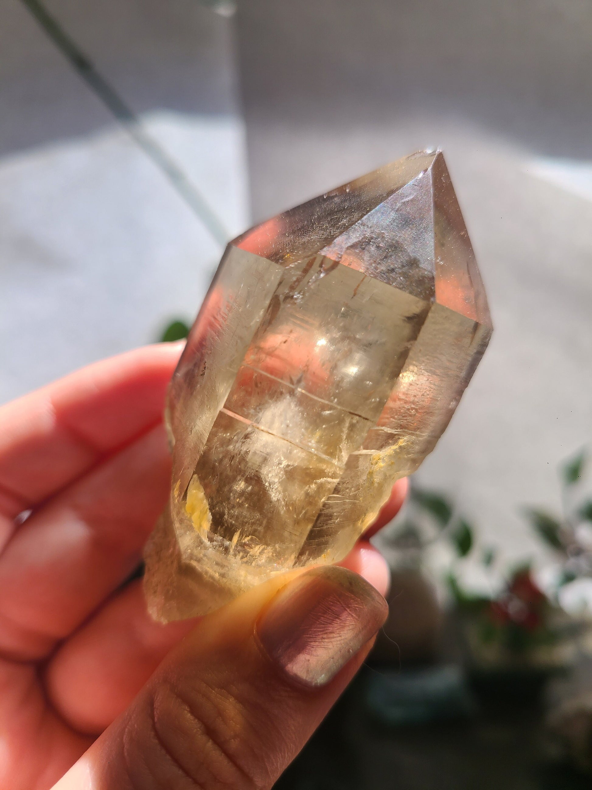 California Citrine, Sceptre Formation, Rare, Raw, Hand Dug Local Crystal, Hallelujah Junction, by Lake Tahoe, High Grade, Local Quartz Gem,