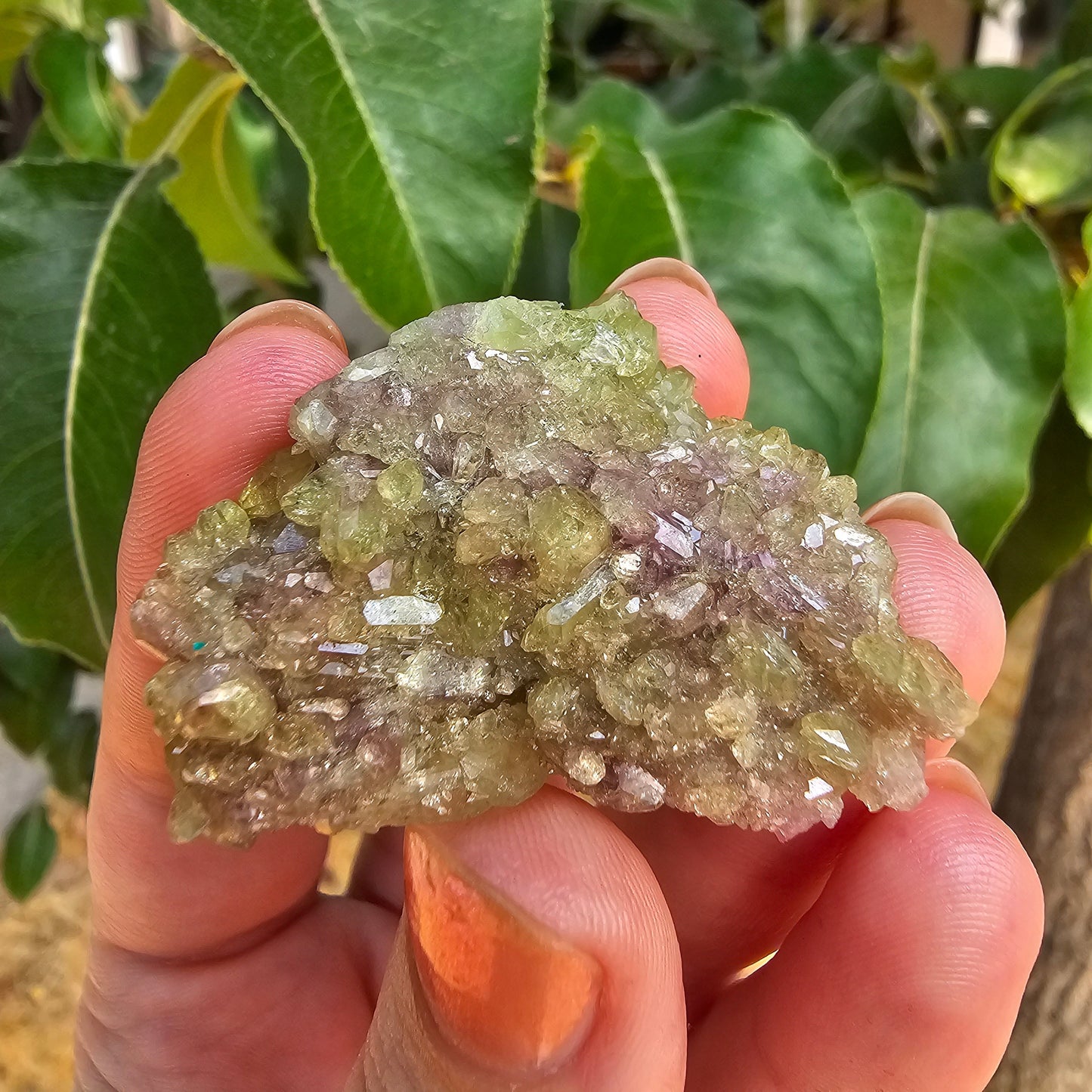 20g Vesuvianite Cluster, Raw Rare Jeffrey Mine, One of a Kind, Canadian Crystal, Vesuvianite Cluster, Green and Purple Rare Collector Gem