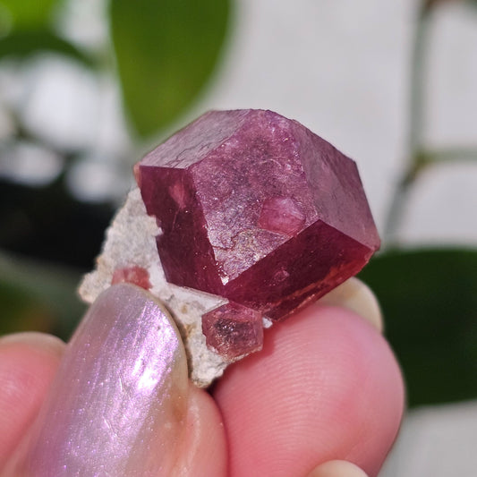 Raspberry Garnet on Matrix, Rare Raw Old Stock Mineral Specimen, Sierra de las Cruces Mexico, Local High End Rosalite, Deep Lustrous & Gemmy