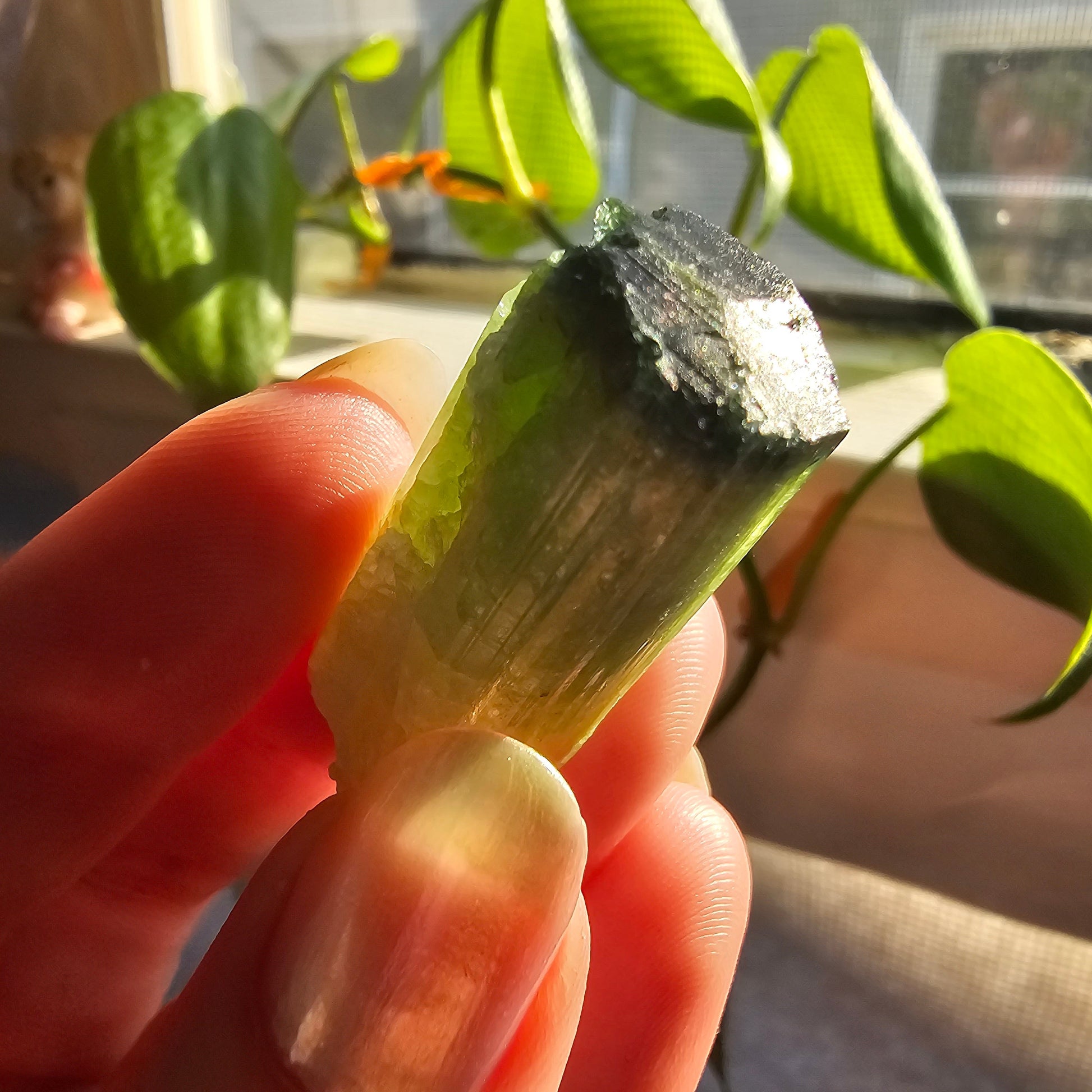 Tourmaline from the Cruziero Mine Brazil, Green Verdellite with Indicolite Navy Blue Termination, 13.3g Rough Raw Elbaite Crystal