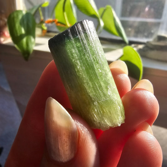 Tourmaline from the Cruziero Mine Brazil, Green Verdellite with Indicolite Navy Blue Termination, 13.3g Rough Raw Elbaite Crystal