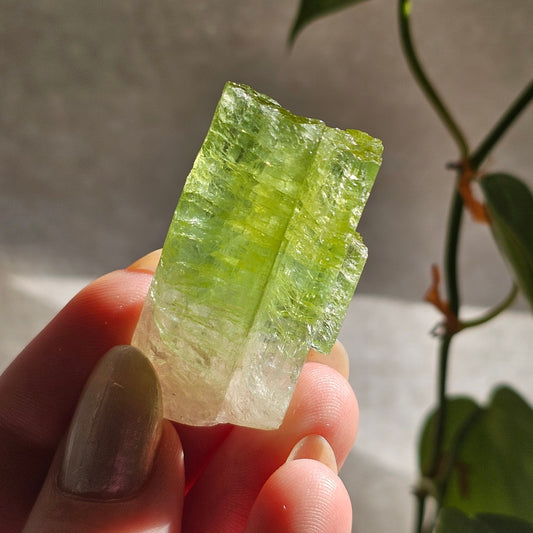 Green Tourmaline, 16.1g Large Specimen Grade Apple Green and White Achroic Elbaite, Tabular Tabby Crystal, Cruziero Brazil Collector Gem
