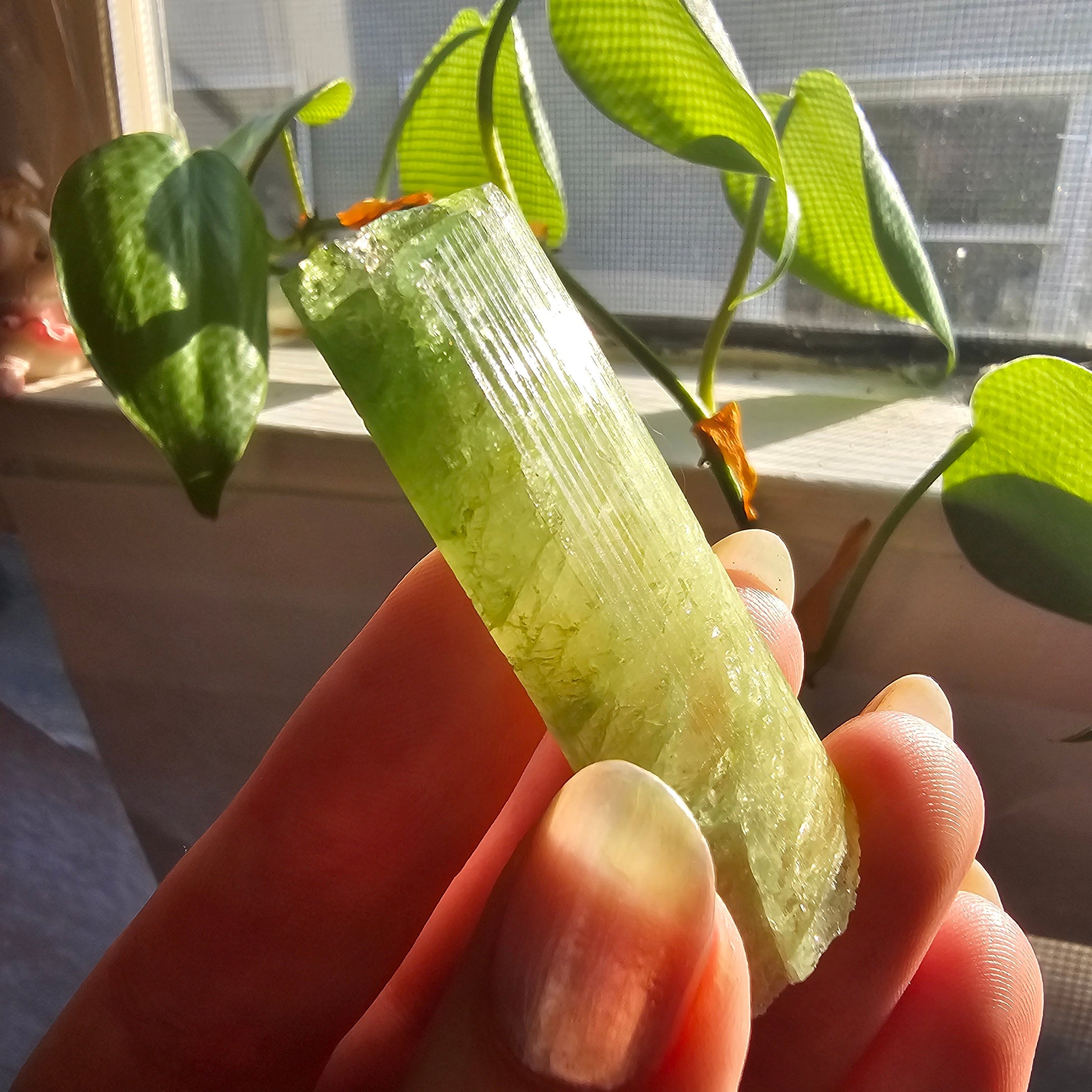 Green Tourmaline, 18g Large Specimen Grade, Apple Green, Yellow and Pink Elbaite, Tabular Tabby Crystal, Cruziero Brazil, Collector Gem