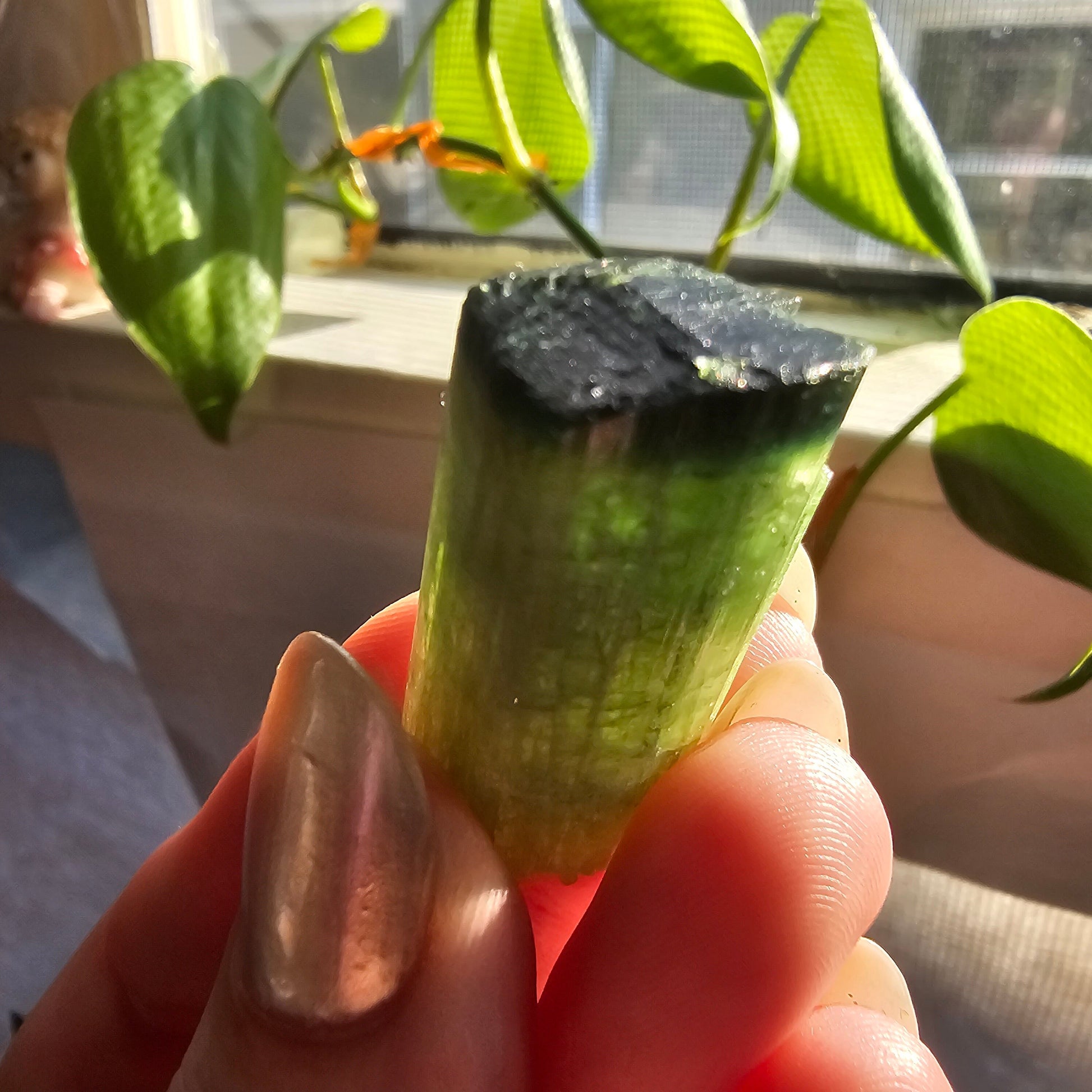 Tourmaline from the Cruziero Mine Brazil, Green Verdellite with Indicolite Navy Blue Termination, 13.3g Rough Raw Elbaite Crystal